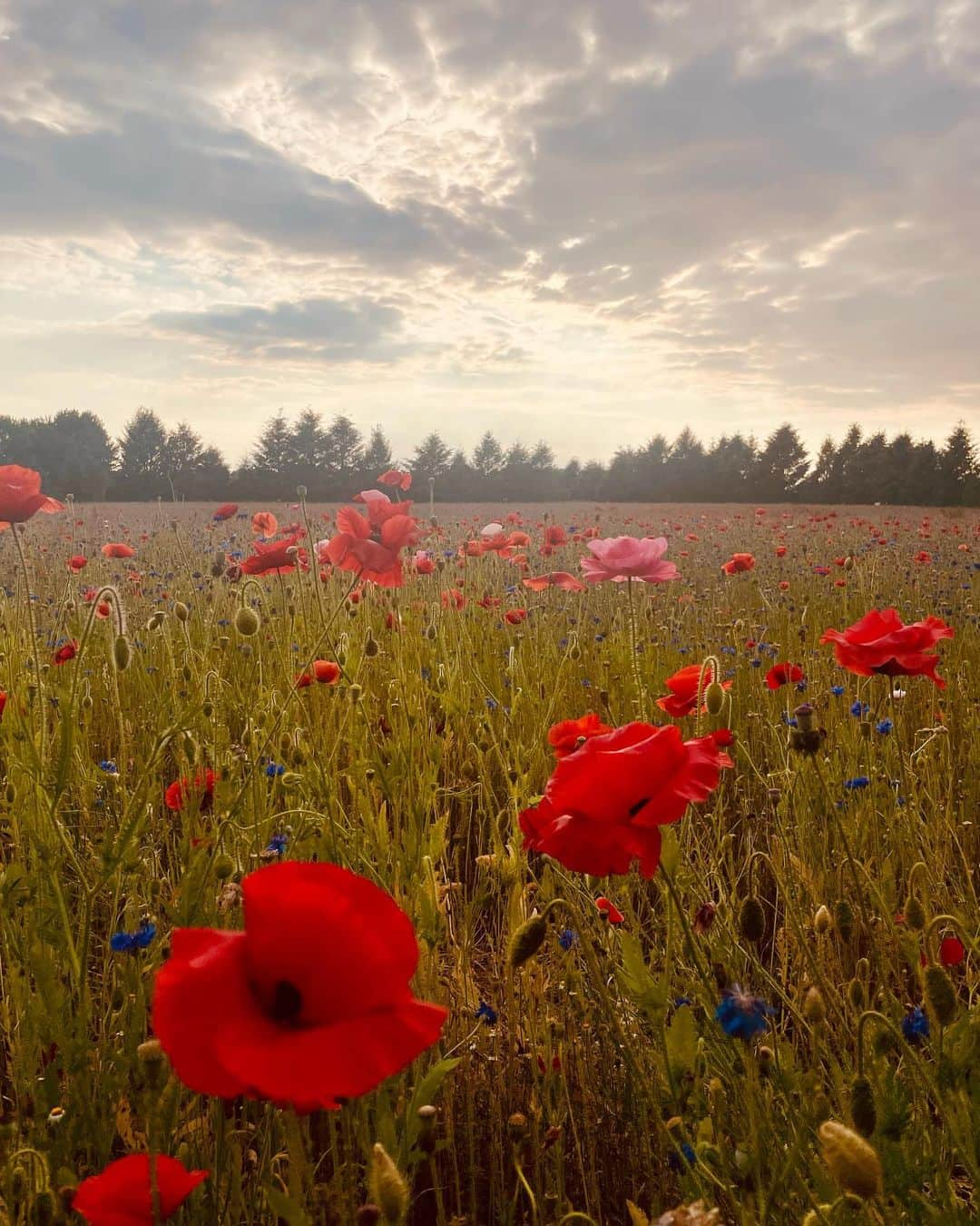 トーレイ・デヴィートさんのインスタグラム写真 - (トーレイ・デヴィートInstagram)「Michigan Poppies and Pride 🧡 #HappiestPlaceOnEarth」6月26日 6時46分 - torreydevitto