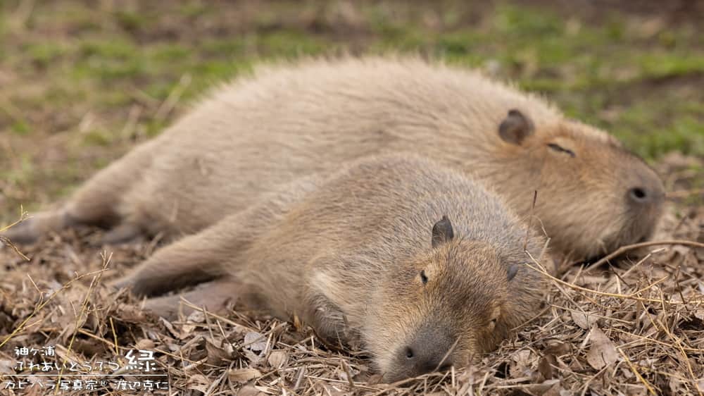 渡辺克仁さんのインスタグラム写真 - (渡辺克仁Instagram)「おはようございます。  #カピバラ #水豚 #capybara #おはよう」6月26日 7時00分 - katsuhito.watanabe
