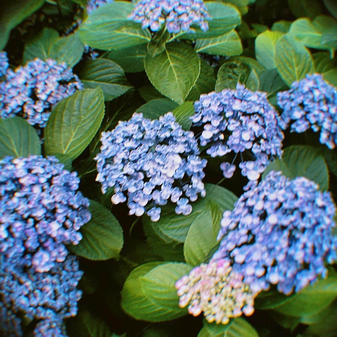 渡辺菜月のインスタグラム：「紫陽花𓂃🐌𓈒𓏸  ・ 最近道端で見つけて 花言葉を調べ   深い、、、  となったお花です。  梅雨時期は綺麗な紫陽花を見ると たしかに心が惹かれますよね😌🫧 ・  #あじさい #紫陽花  #hydrangea #ハイドレンジア #花 #花言葉#梅雨」