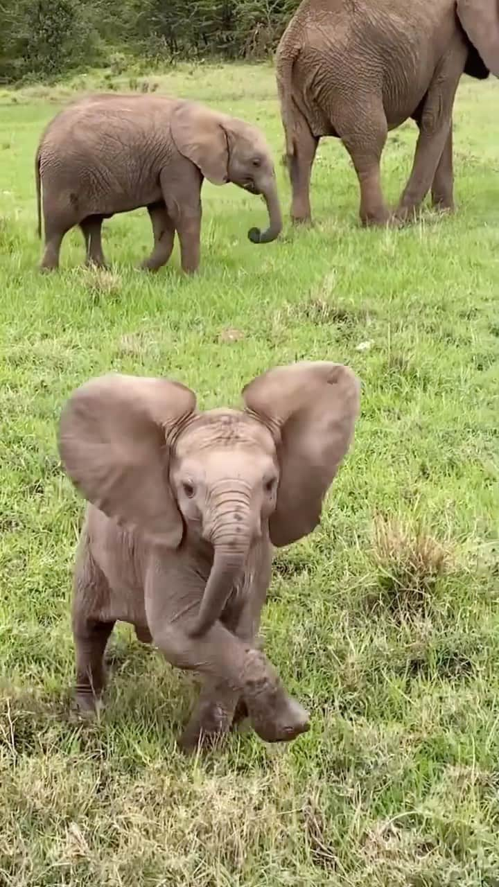 Baby Animalsのインスタグラム：「Watch this video and try to tell me that baby elephants aren’t the most adorable animals! 🥹  Video credit: @r_daps   #animalsofinstagram #babyelephants #elephants #cuteanimal #cuteanimals #adorableanimals #cutie #animallovers #elephantlove」