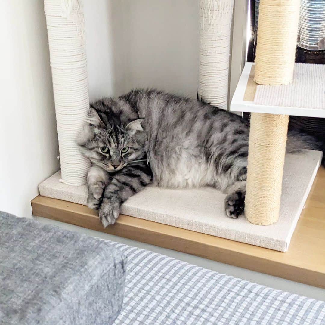 松原真琴さんのインスタグラム写真 - (松原真琴Instagram)「人が出かける準備を始めたときの不安顔猫」6月26日 7時56分 - huminhukyu