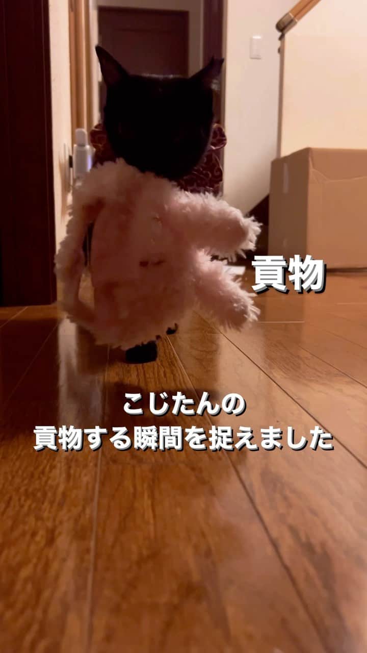 のインスタグラム：「割と早めに持って来る予感がしたのでカメラ設置してみました。 健気で切ない😢でも中にいるこはくんを襲うのよ…。  最終的にはこはくんがドアを開けて中に招き入れるんだけどね！  #シャー祭り #開けないで #KOJIROU#黒猫#ザビエル首輪#blackcat #こじたんの貢物 #catoftheday #instacat_meows  #ねこ部 #냥스타그램 #캣스타그램 #cat #猫 #ネコ #ねこ #고양이  #catlover #instacat #cutecat #catstagram #lovecat #CAT」
