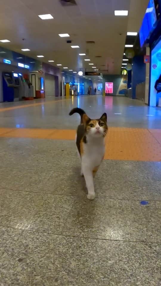 感動猫動画のインスタグラム：「地下鉄の猫ちゃん今日は駆け寄ってきた #istanbul #トルコ #イスタンブール #猫 #感動猫動画」