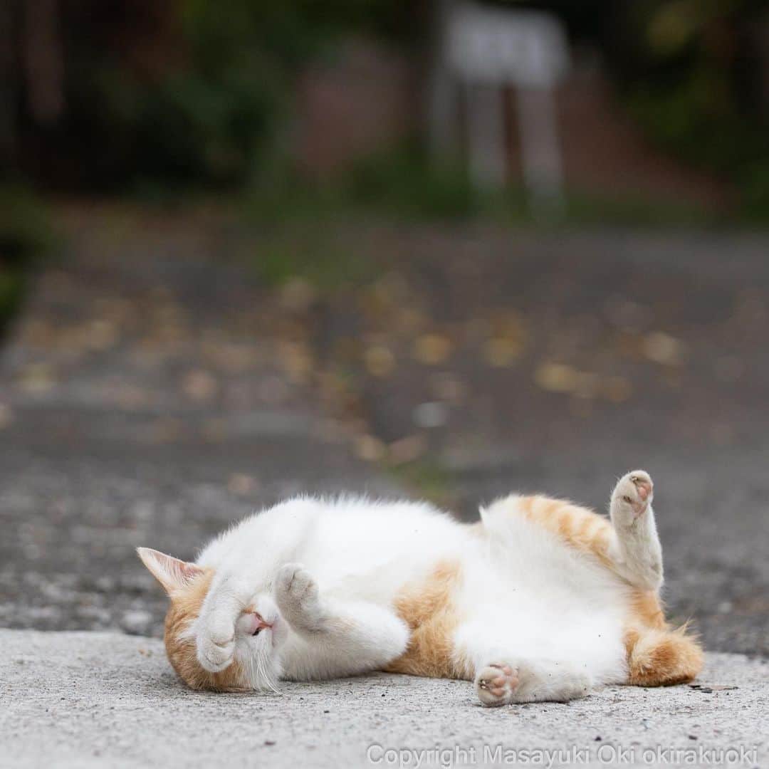Masayukiさんのインスタグラム写真 - (MasayukiInstagram)「見ざる。  #cat #ねこ #猫 #東京カメラ部 #nekoclub  #mmgtw #my_eos_photo  #yourshotphotographer」6月26日 8時53分 - okirakuoki