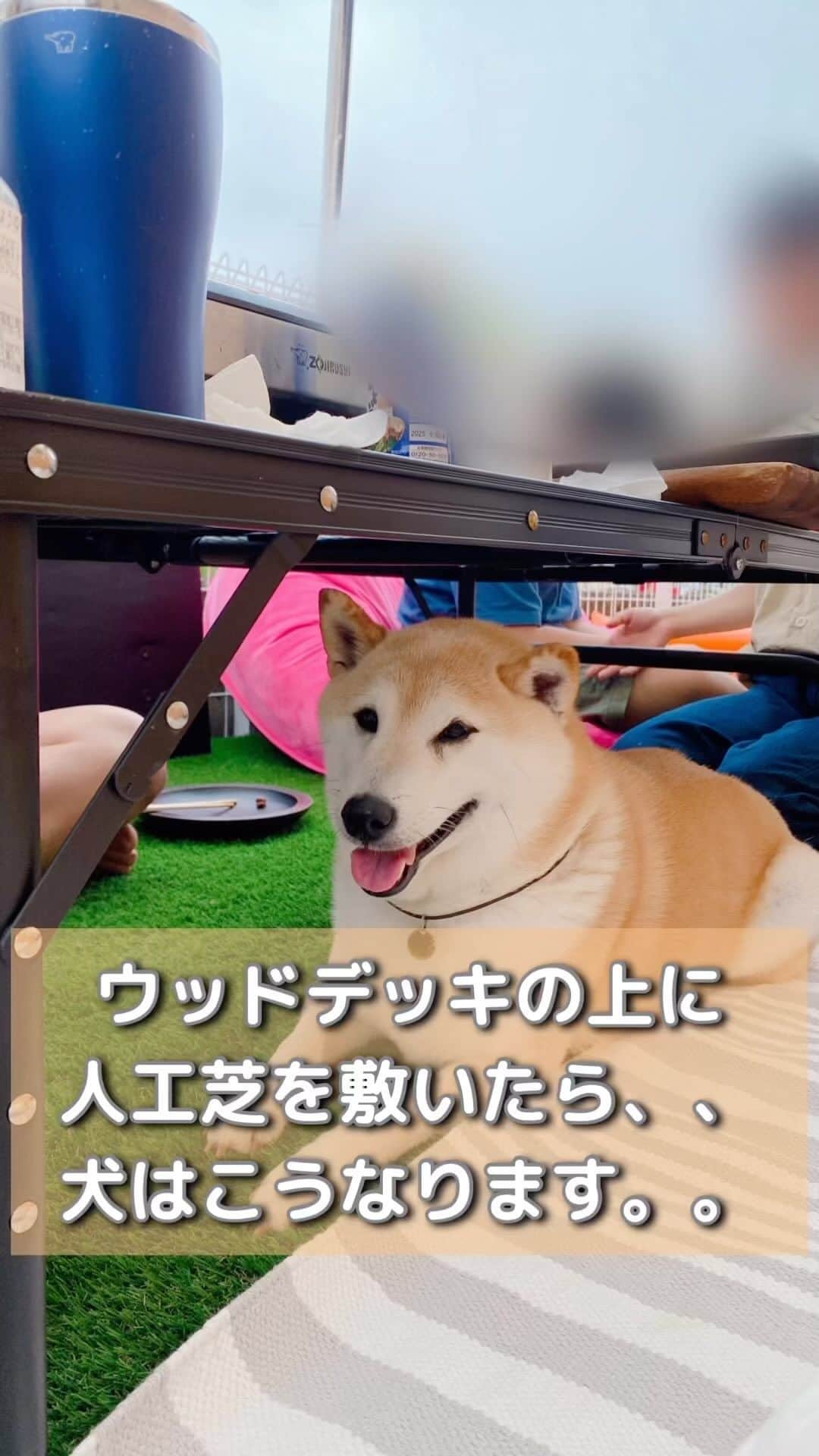 柴犬Mamesuke・Korosuke??大阪のインスタグラム：「柴✖️芝🟰とろ〜ん・デロ〜ン😂 🐾-—*-—*-—*-—*🐾 #MameKoro #豆コロ #柴犬と子供 #犬と子供 #チャリちゃん見守り隊 #子守犬 #豆柴 #柴犬 #赤柴 #豆介 #コロ介 #shibagram #shibastagram #shibainu #shiba #🐕📷」