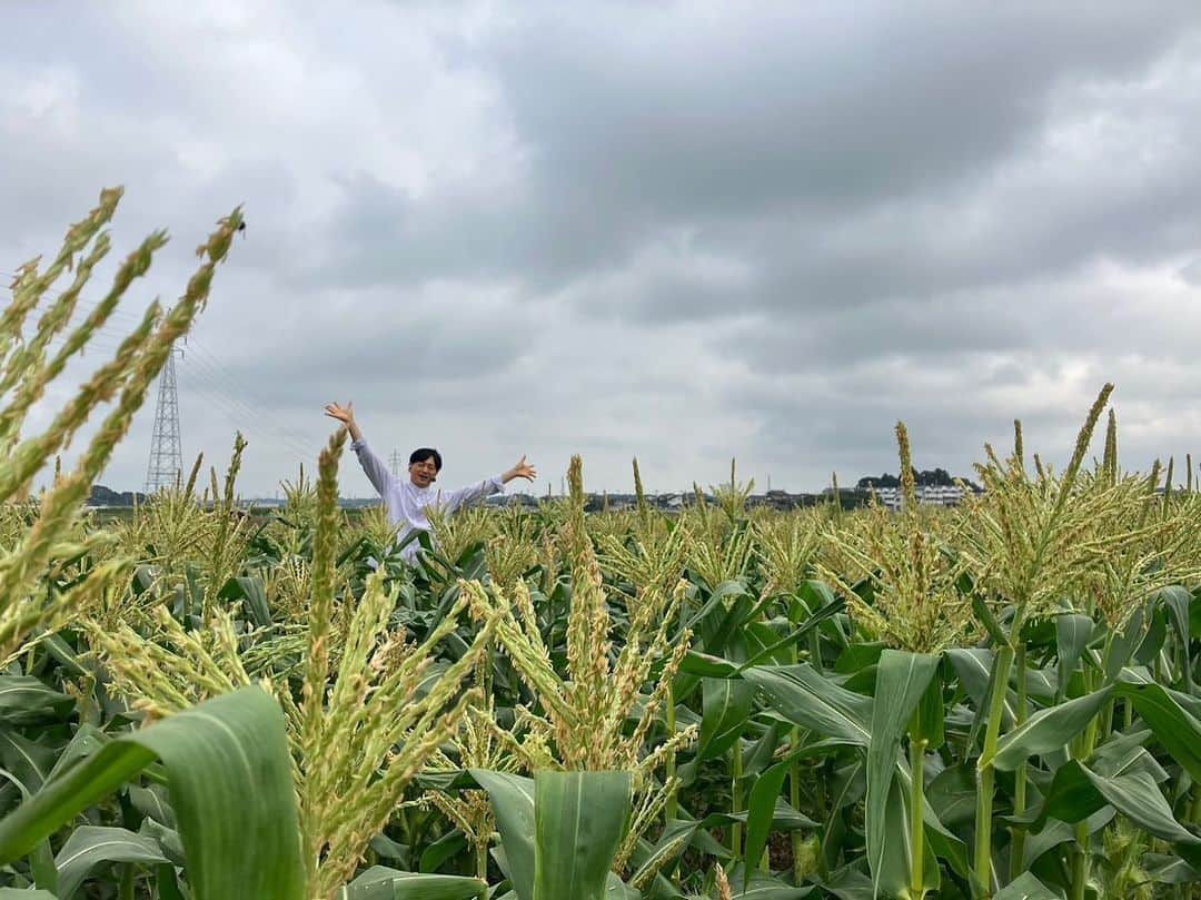 依田司さんのインスタグラム写真 - (依田司Instagram)「6月26日(月) 茨城県水戸市の「晴れ晴れファーム」では、ヤングコーンの収穫が最盛期を迎えています。 トウモロコシは通常、１つの株から２つから３つほど実が成りますが、１つの実に栄養を集約させ、大きくするために、他の実は先に取ってしまいます。その取ってしまったものが「ヤングコーン」。  オーナーおすすめは採れたてをそのまま食べること。タケノコのような歯切れの良い食感とわさび醤油がよく合います。 その他にも「焼きヤングコーン」や「パエリア」など様々な料理に使える万能食材。 この時期しか流通しないため、手に入れるなら“いま”でしょ。 収穫体験会もありますよ。  #晴れ晴れファーム #ヤングコーン #依田さん #依田司 #お天気検定 #テレビ朝日 #グッドモーニング #気象予報士 #お天気キャスター #森林インストラクター #グリーンセイバーアドバンス #プロジェクトワイルド #IPCC伝導者 #japan #japantrip #japantravel #unknownjapan #japanAdventure #japanlife #lifeinjapan #instagramjapan #instajapan #療癒 #ilovejapan #weather #weathercaster #weatherforecast」6月26日 9時17分 - tsukasa_yoda