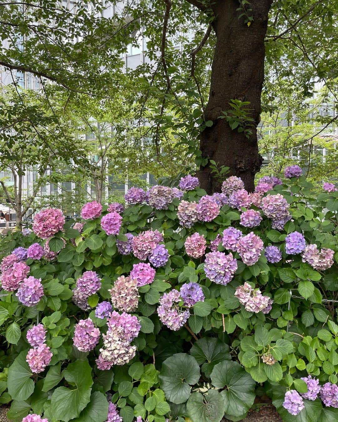 田中麻衣さんのインスタグラム写真 - (田中麻衣Instagram)「紫陽花が美しい。 いまの季節は、いたるところに咲いていて嬉しいです。  週末、お散歩途中に💠  毎年、かたつむり探していますがなかなかいないんですよね..🐌」6月26日 9時19分 - maitanaka1217