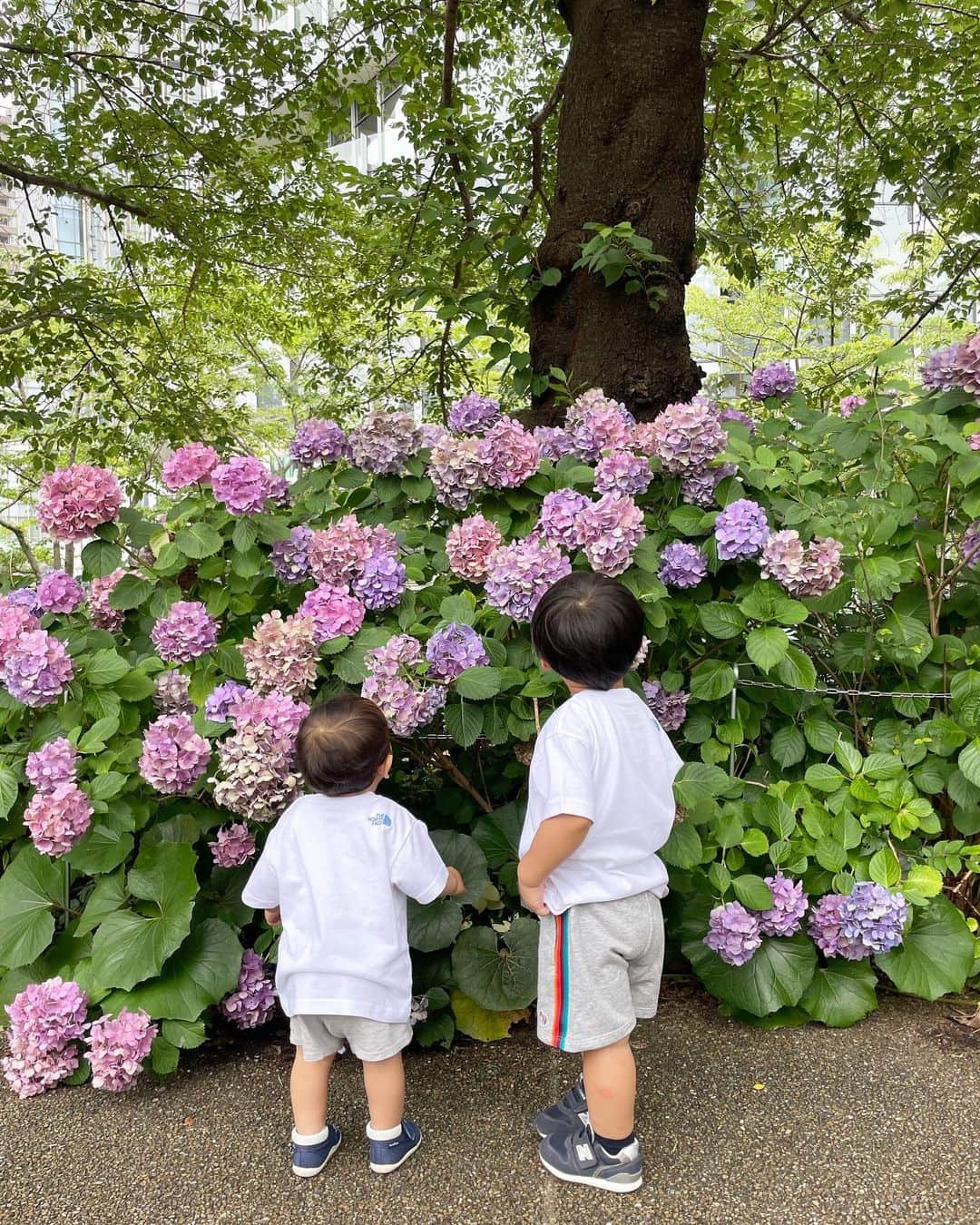 田中麻衣のインスタグラム：「紫陽花が美しい。 いまの季節は、いたるところに咲いていて嬉しいです。  週末、お散歩途中に💠  毎年、かたつむり探していますがなかなかいないんですよね..🐌」