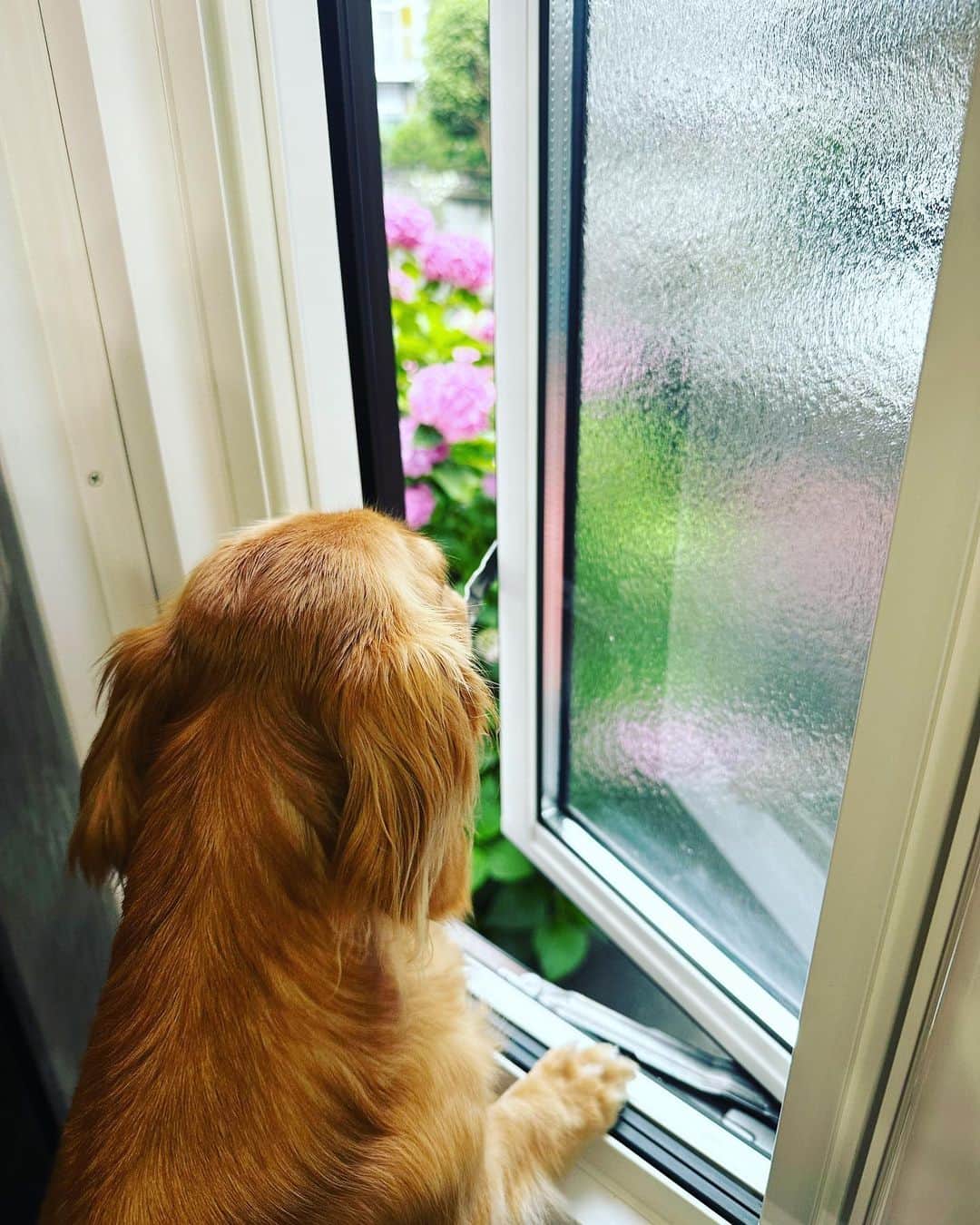 沙月愛奈さんのインスタグラム写真 - (沙月愛奈Instagram)「⁡ ⁡ 私の癒し。 マリーと紫陽花。 ⁡ 悩んでる時、悲しい時、なんでわかるんだろうね。 そっと寄り添ってくれる。 大好き。マリーありがとう。  #犬のいる暮らし  #寄り添い犬  #癒される #犬好きな人と繋がりたい   #紫陽花  #花に癒される  #花好きな人と繋がりたい」6月26日 10時02分 - satsuki_aina_ayumi