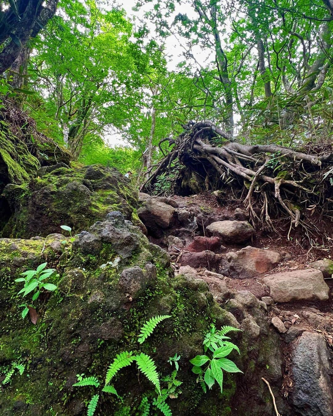 一双麻希 さんのインスタグラム写真 - (一双麻希 Instagram)「神奈川の箱根の山、金時山へ🏔 ずっと登りたかった低山✨ 頂上についたら想像以上にどーーん！と大きな富士山が😆 (肉眼だともっともっと大きいのです🥹) 頂上まで1時間半でこんな富士山の絶景を望めるなんて✨ 往復3時間弱の初心者向け、 普段登山しない方も楽しめる大満喫コースです。 (私の服装のラフさでも分かるように😅)  午後からゆったり登って、曇ってきちゃったな、 富士山顔出してくれないかな〜と思ってたけど.. すごい存在感で出迎えてくれました☺️  新宿から登山口までバスで一本で行けるのも、 下山後箱根の温泉の楽しみが待ってるのも♨️ 金時山の魅力です☺️  #想像以上に大きい富士山に大興奮の顔😆 #金時山 #箱根   #登山初心者 #百名山 #低山 #低山ハイク #富士山が見える場所 #日本百名山 #絶景 #山女 #山ガール #山好き #登山女子 #山好き #登山 #山好きな人と繋がりたい #アウトドア好き #日本の絶景 #アウトドア女子 #ハイキング #箱根旅行 #富士山 #登山ファッション #登山コーデ #peakperformance #newera #japanview #mtfuji #hiking #いっそうまき山記録」6月26日 19時35分 - isso_maki315