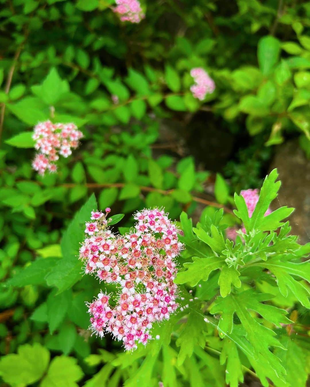 一双麻希 さんのインスタグラム写真 - (一双麻希 Instagram)「神奈川の箱根の山、金時山へ🏔 ずっと登りたかった低山✨ 頂上についたら想像以上にどーーん！と大きな富士山が😆 (肉眼だともっともっと大きいのです🥹) 頂上まで1時間半でこんな富士山の絶景を望めるなんて✨ 往復3時間弱の初心者向け、 普段登山しない方も楽しめる大満喫コースです。 (私の服装のラフさでも分かるように😅)  午後からゆったり登って、曇ってきちゃったな、 富士山顔出してくれないかな〜と思ってたけど.. すごい存在感で出迎えてくれました☺️  新宿から登山口までバスで一本で行けるのも、 下山後箱根の温泉の楽しみが待ってるのも♨️ 金時山の魅力です☺️  #想像以上に大きい富士山に大興奮の顔😆 #金時山 #箱根   #登山初心者 #百名山 #低山 #低山ハイク #富士山が見える場所 #日本百名山 #絶景 #山女 #山ガール #山好き #登山女子 #山好き #登山 #山好きな人と繋がりたい #アウトドア好き #日本の絶景 #アウトドア女子 #ハイキング #箱根旅行 #富士山 #登山ファッション #登山コーデ #peakperformance #newera #japanview #mtfuji #hiking #いっそうまき山記録」6月26日 19時35分 - isso_maki315