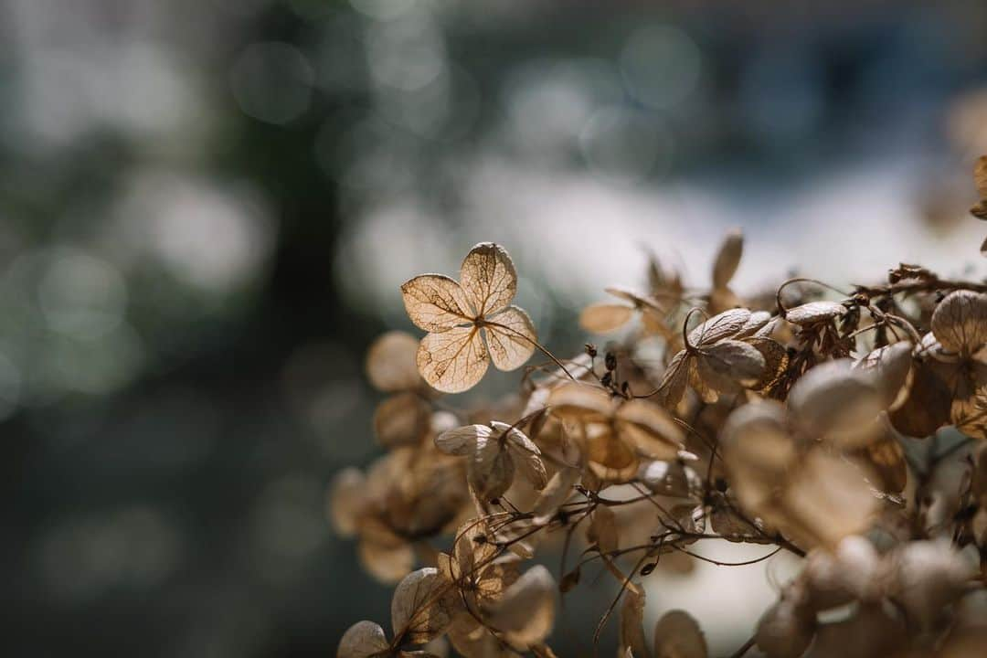 fuka_09さんのインスタグラム写真 - (fuka_09Instagram)「⁡ 日々の中にある、心動く瞬間を ⁡ ⁡ NIKKOR Z DX 24mm f/1.7 スペシャルコンテンツが公開されました ⁡ 撮影設定や、どんな思いで撮ったのか またレンズの使用感などお話しています ⁡ よろしければストーリーズハイライトの リンク先よりご覧ください𓅯 ⁡ #Nikon #NIKKORZ #Nikoncreators ⁡ #NIKKORZDX24mmf17 ⁡ 𖧷」6月26日 19時45分 - fuka_09