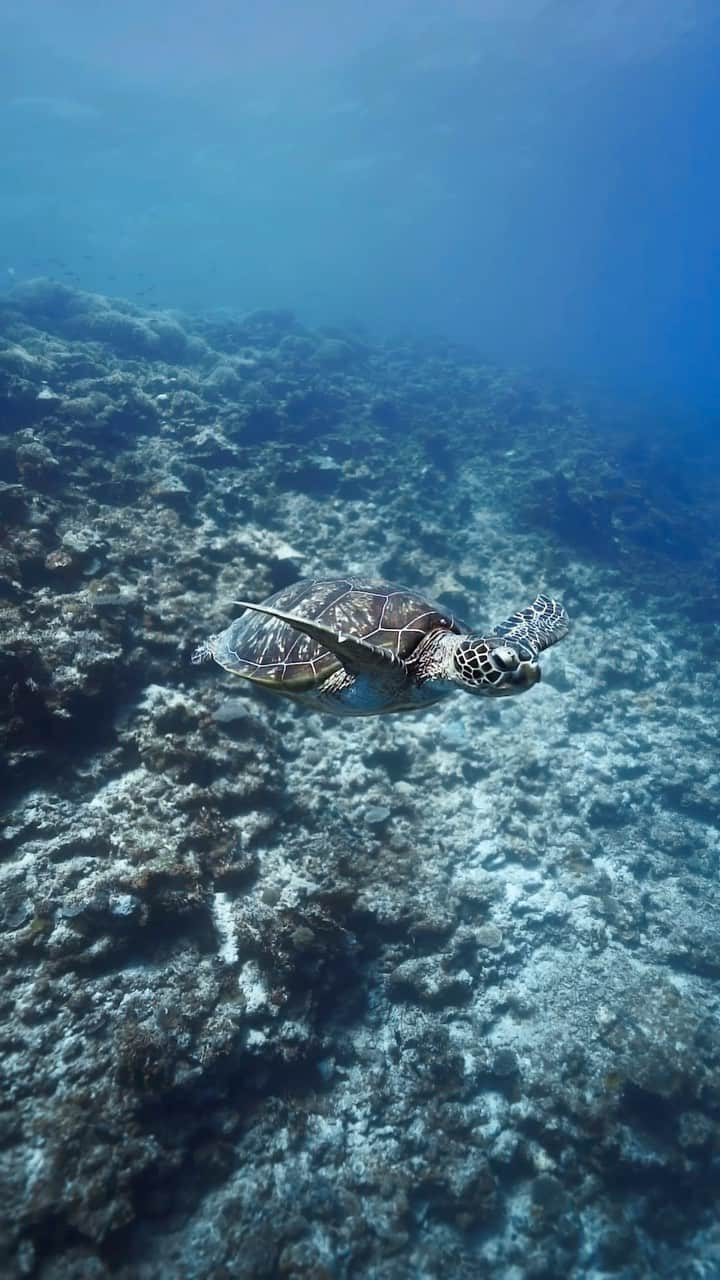 H I R O M I M O R I Y Aのインスタグラム：「Happiness comes in waves...💙  海のアイドル🐢  宮古島帰ってきました！少しの間よろしくです✋    #earth #paditv #planetocean #planetearth #uw #uwphotography #sea #ocean #earthpix #earthofficial #okinawa 　#underwater」