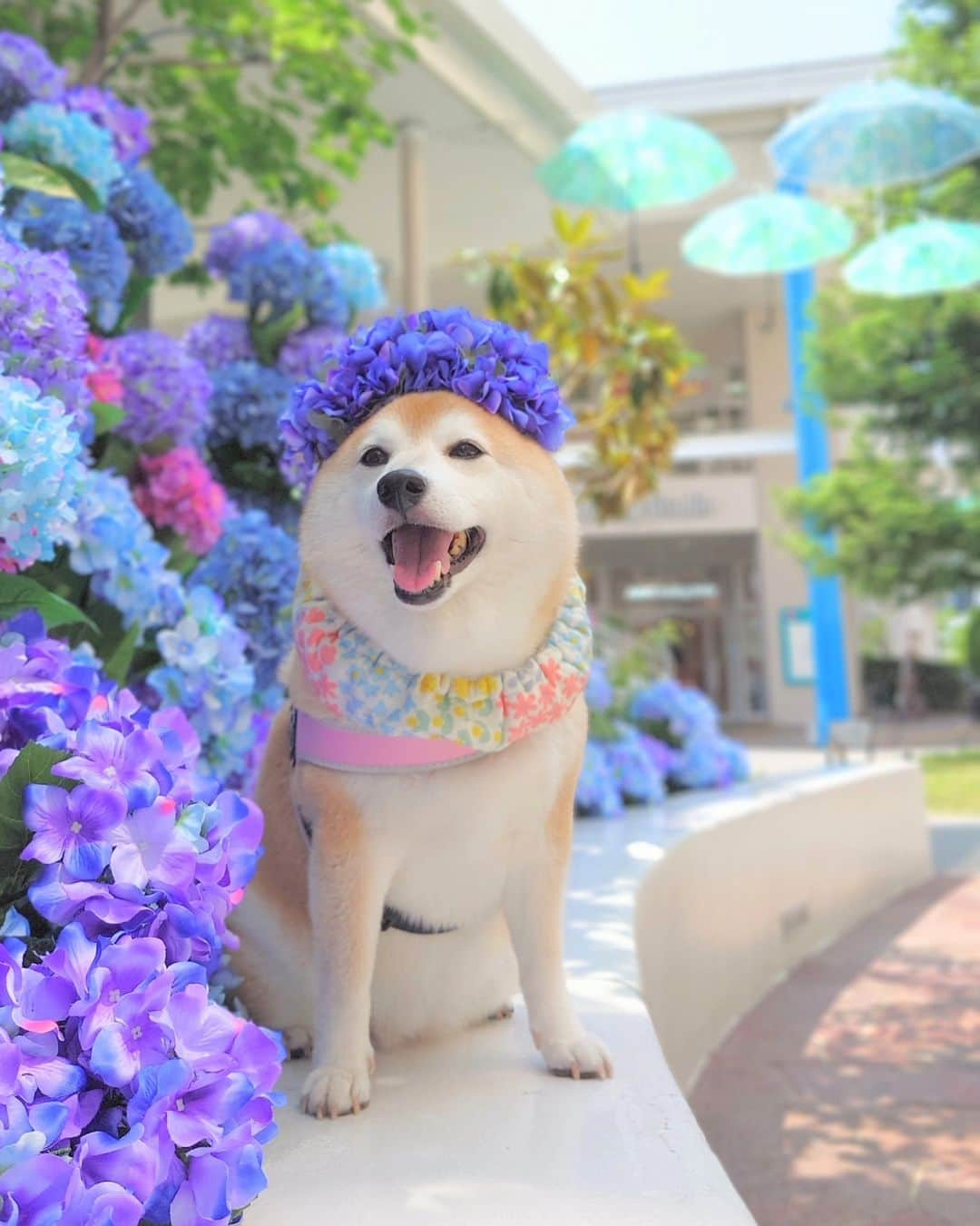 ちゃみのインスタグラム：「造花の紫陽花になりきり中🤭 周りの紫陽花💠造花なんだけどキレイよねー😊 . #エイスクエア#紫陽花#アジサイ #アジサイアフロ #柴犬#しばいぬ#愛犬#癒し#犬#柴犬のいる生活#shiba#shibainu#dog」