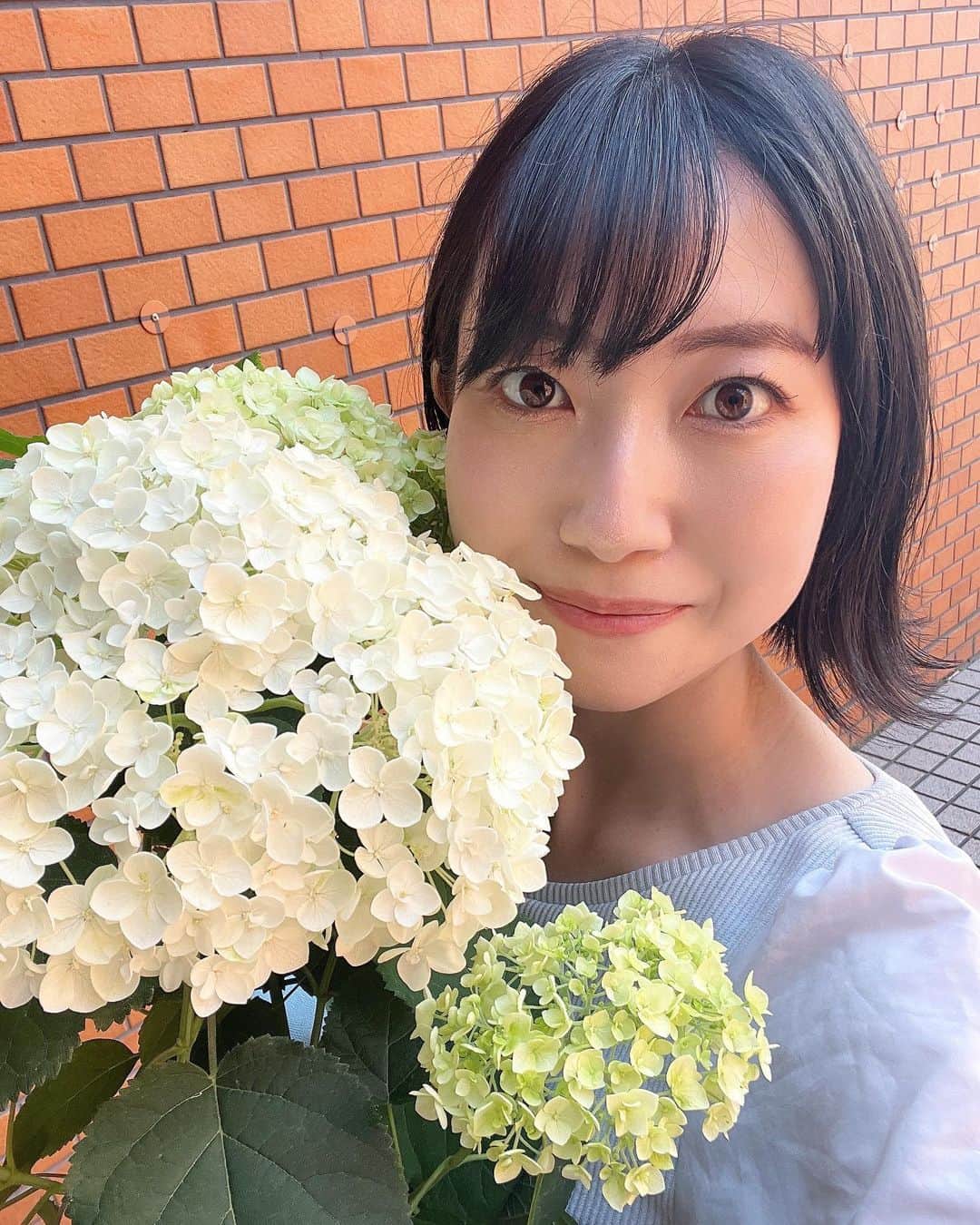 菅原智郁のインスタグラム：「今週のお花は  #アナベル という種類のアジサイです🌼 そして、山形地方気象台によると、きょう山形市でアジサイが開花したそうです！ タイムリー👏🏻  出塩文殊堂など、 どこかアジサイを見に行きたいなぁと思っていますが、叶うかな？ おすすめのアジサイスポットがあれば教えてください✨ . .  #山形 #アジサイ #紫陽花 #天気予報 #花樹有 #山形テレビ #ゴジダス #アナウンサー #菅原智郁」
