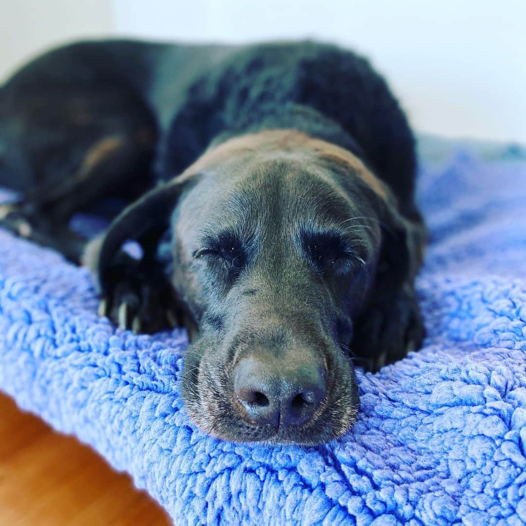 ローラ・ロブソンさんのインスタグラム写真 - (ローラ・ロブソンInstagram)「Our beautiful, sweet Kiri crossed the rainbow bridge. Love of my life from the moment she arrived more than 14 years ago. She will be so, so very missed. 🌈💔」6月26日 20時44分 - laurarobson5