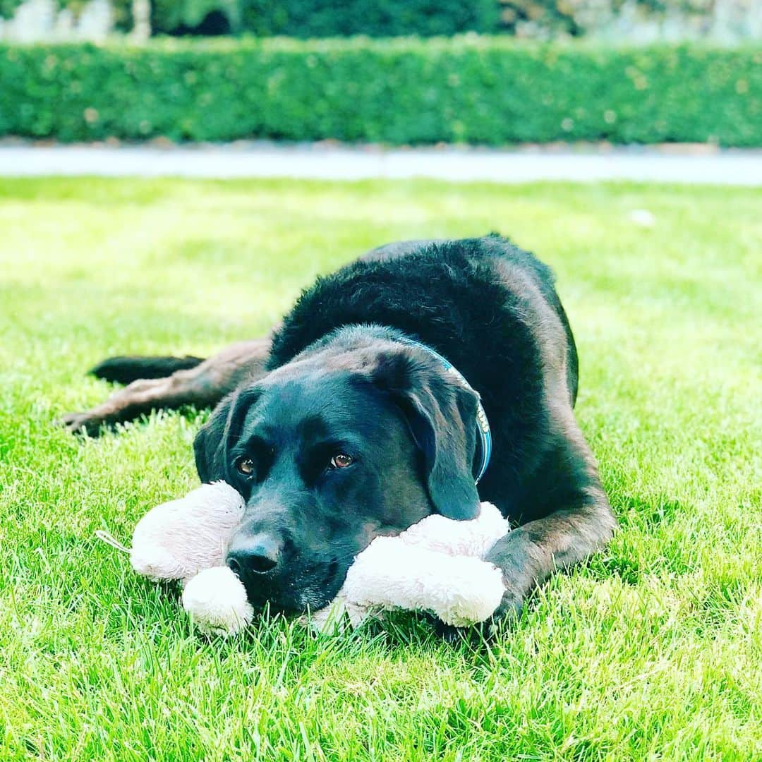 ローラ・ロブソンのインスタグラム：「Our beautiful, sweet Kiri crossed the rainbow bridge. Love of my life from the moment she arrived more than 14 years ago. She will be so, so very missed. 🌈💔」