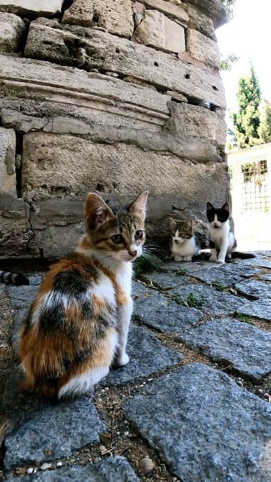 感動猫動画のインスタグラム：「子猫カワイイ #istanbul #トルコ #イスタンブール #猫 #感動猫動画」
