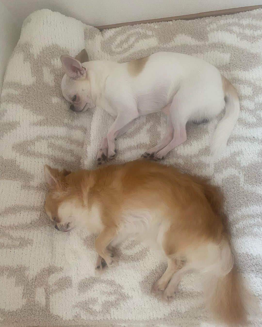mayuのインスタグラム：「． 最近すごくよくシンクロしてる👬。． 寝顔も似てる😴😴✨。． でもやっぱり最後はこーなる😅 ☟pic4,5 ． ． するめはこちらのするめ天🦑、． 見ない日はない🤣😘． ． いりこは絶対しない🫢． 最近ようやく横向きで寝るように． なった。。． いつもおなかをみせずに守りな寝方。。． あかちゃんのときはいりこ天も、． みれてたのにな、またみたいな🥰． ． 去年1さいになってからは、． 大人になったのか、． できる事がふえたり、主張したり、．  え、そんな事するんですか？． ってびっくりしたり、がっかりしたり、． よろこんだり、爆笑したり、、． ． よいこになったり、いたずらっこになったり、、 日々成長。。． ． これからもふたり仲良く元気に． よろしくお願いします。。． ． ． ．  #チワワ#ちわわ #chihuahua#犬#犬のいる暮らし」