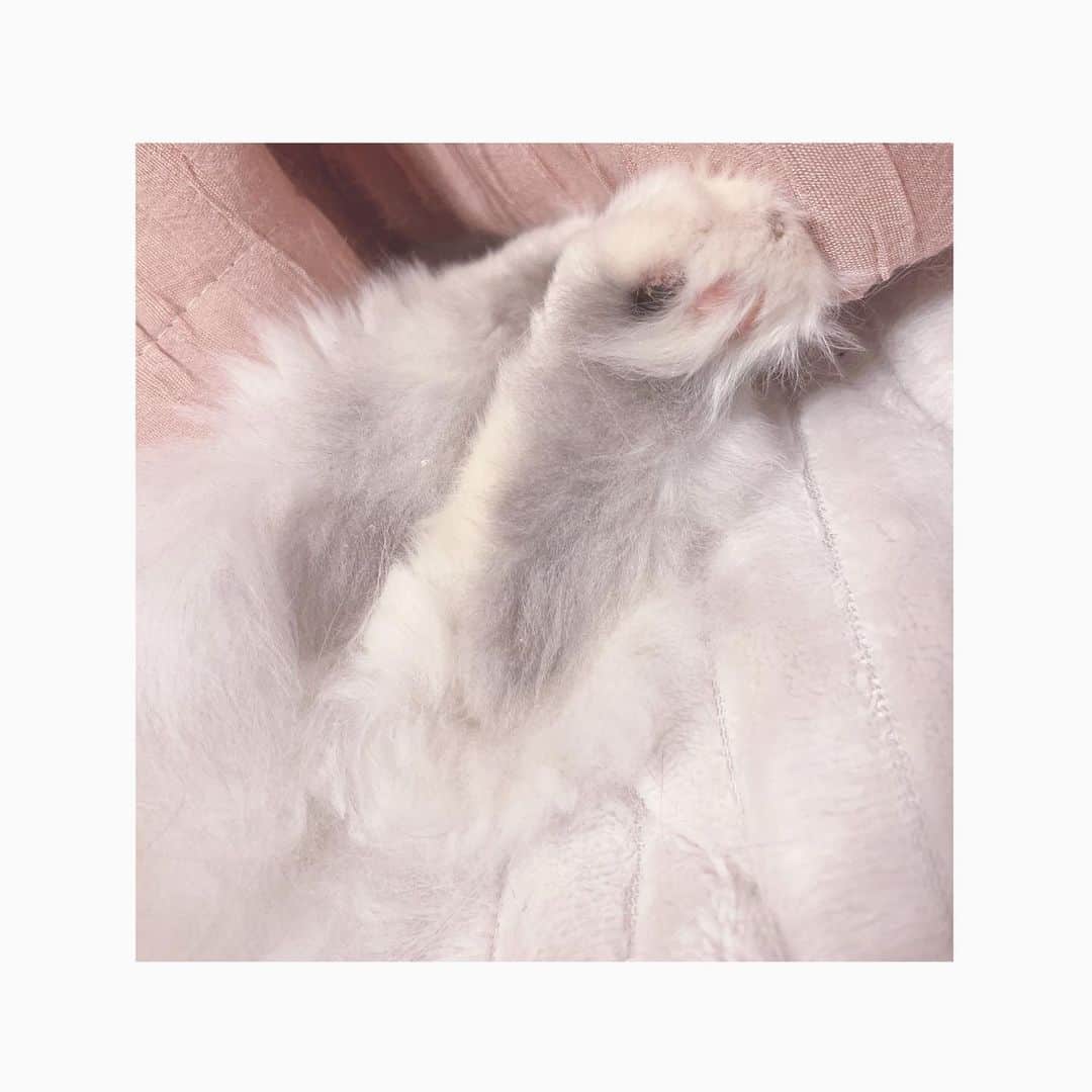 詩音さんのインスタグラム写真 - (詩音Instagram)「猫の足 肉球の間の毛MAX伸び 明日綺麗にカットします #ミヌエット」6月26日 12時11分 - sieg_shion