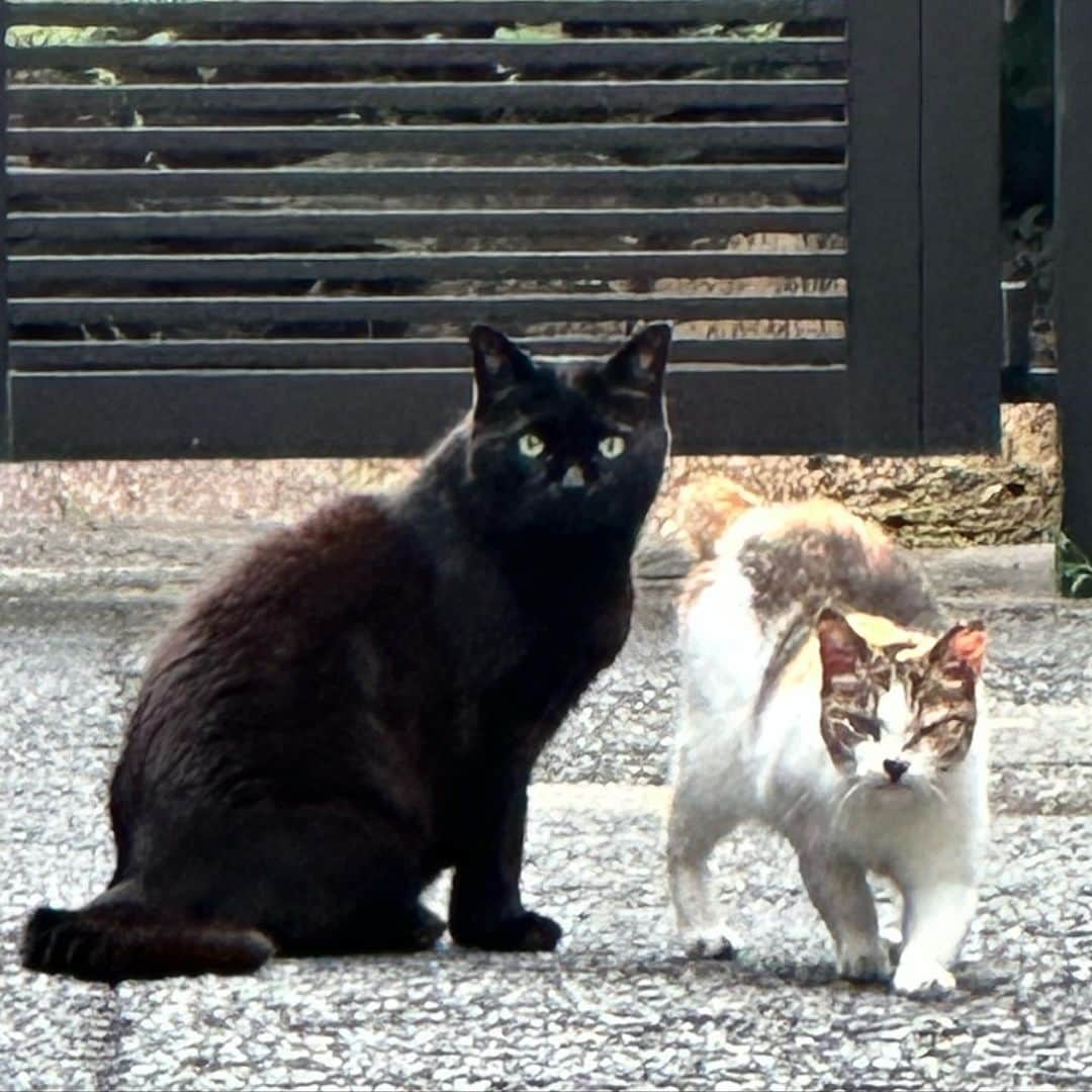 鈴木杏のインスタグラム：「早朝散歩で会った、猫ズ🐈‍⬛🐈 めちゃんこかっこいいんですけど😍」