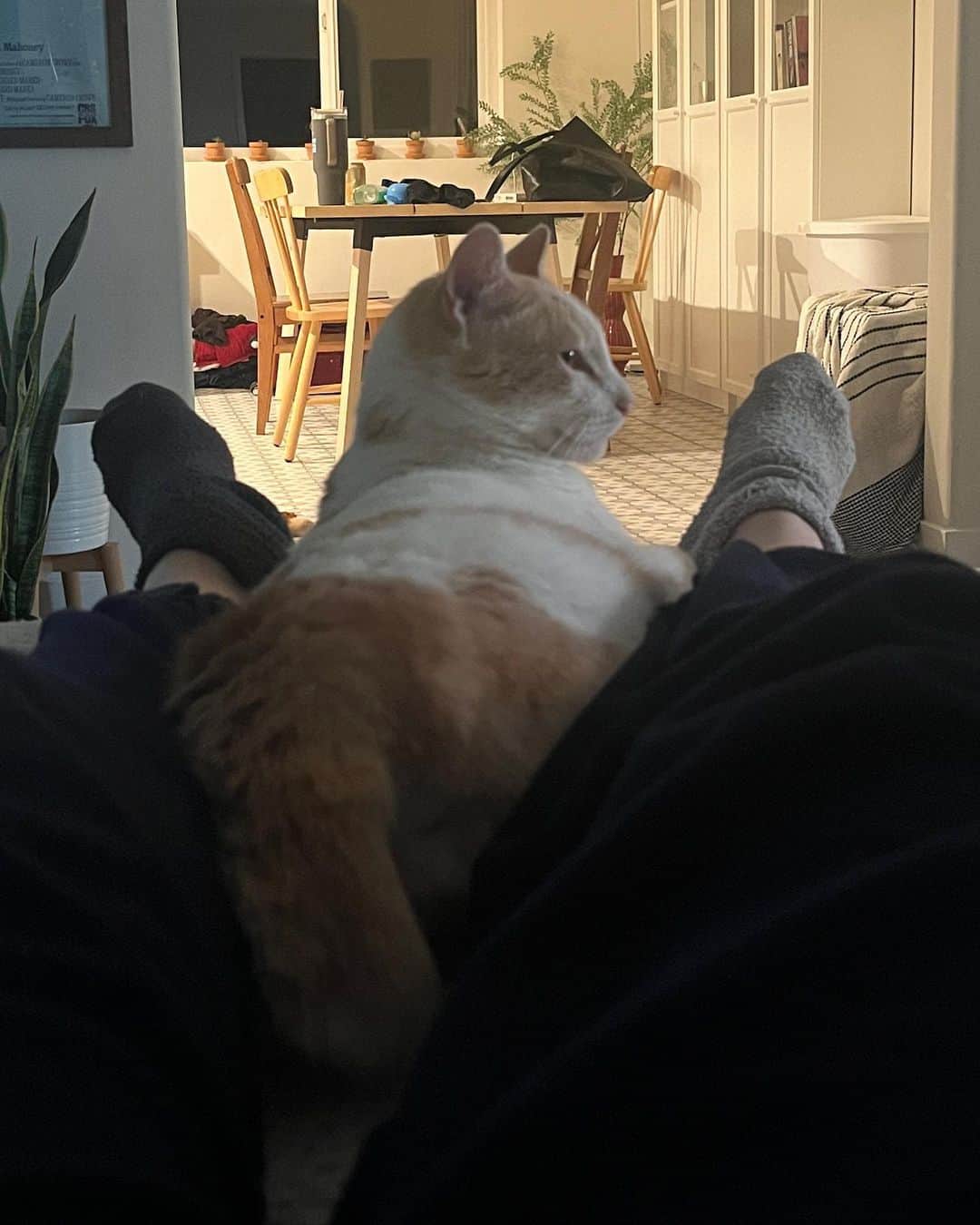 グレース・ビクトリア・コックスさんのインスタグラム写真 - (グレース・ビクトリア・コックスInstagram)「Hi everyone!! This is my favorite cat in the entire world, Gizmo💖Gizmo and I are wondering why no one has applied to adopt him from @perrys_place_la yet 🥺?? Gizmo is the silliest, sweetest, most curious, and loving kitty. The only place he wants to be is with YOU❤️ He’ll always curl up next to you or take a nap by your feet, and will follow you from room to room just so he can be near you 🥹 He loves to explore (he’ll climb into every cabinet) and still plays like he’s a kitten (will literally chase your feet) even though he’s 10 years old, but his favorite thing ever is to make air biscuits while you scratch his head 👼 He is a perfect, quirky baby boy. You can hear him purring SO loudly in almost every video because he’s literally always SO over the moon happy to get to spend time with someone❤️ I hope that Gizmo finds his forever person soon!!! I know that he’ll be the best friend you’ve ever had. He literally PERSONALLY told me that he promises to love you more than anything and be the best boy ❤️🐈 If you have any questions about Gizmo please ask me anything (I adore him and could talk about him for hours tbh)!! If you’d like to apply to adopt Gizmo, please send an email to adoptions@heavenlypets.org or you can find an adoption application at heavenlypets.org ⭐️ if you can’t adopt Gizmo but want to help him find a home, please feel free to share this post so we can work together to find him his perfect person!! 🥰」6月26日 12時28分 - gracevcox