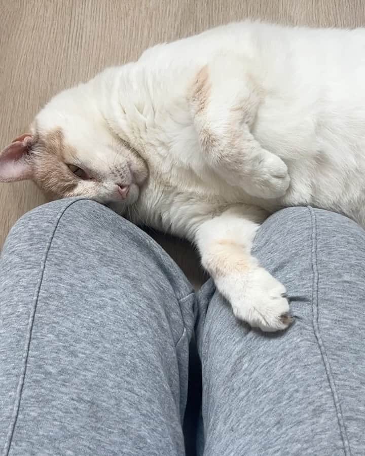 グレース・ビクトリア・コックスのインスタグラム：「Hi everyone!! This is my favorite cat in the entire world, Gizmo💖Gizmo and I are wondering why no one has applied to adopt him from @perrys_place_la yet 🥺?? Gizmo is the silliest, sweetest, most curious, and loving kitty. The only place he wants to be is with YOU❤️ He’ll always curl up next to you or take a nap by your feet, and will follow you from room to room just so he can be near you 🥹 He loves to explore (he’ll climb into every cabinet) and still plays like he’s a kitten (will literally chase your feet) even though he’s 10 years old, but his favorite thing ever is to make air biscuits while you scratch his head 👼 He is a perfect, quirky baby boy. You can hear him purring SO loudly in almost every video because he’s literally always SO over the moon happy to get to spend time with someone❤️ I hope that Gizmo finds his forever person soon!!! I know that he’ll be the best friend you’ve ever had. He literally PERSONALLY told me that he promises to love you more than anything and be the best boy ❤️🐈 If you have any questions about Gizmo please ask me anything (I adore him and could talk about him for hours tbh)!! If you’d like to apply to adopt Gizmo, please send an email to adoptions@heavenlypets.org or you can find an adoption application at heavenlypets.org ⭐️ if you can’t adopt Gizmo but want to help him find a home, please feel free to share this post so we can work together to find him his perfect person!! 🥰」