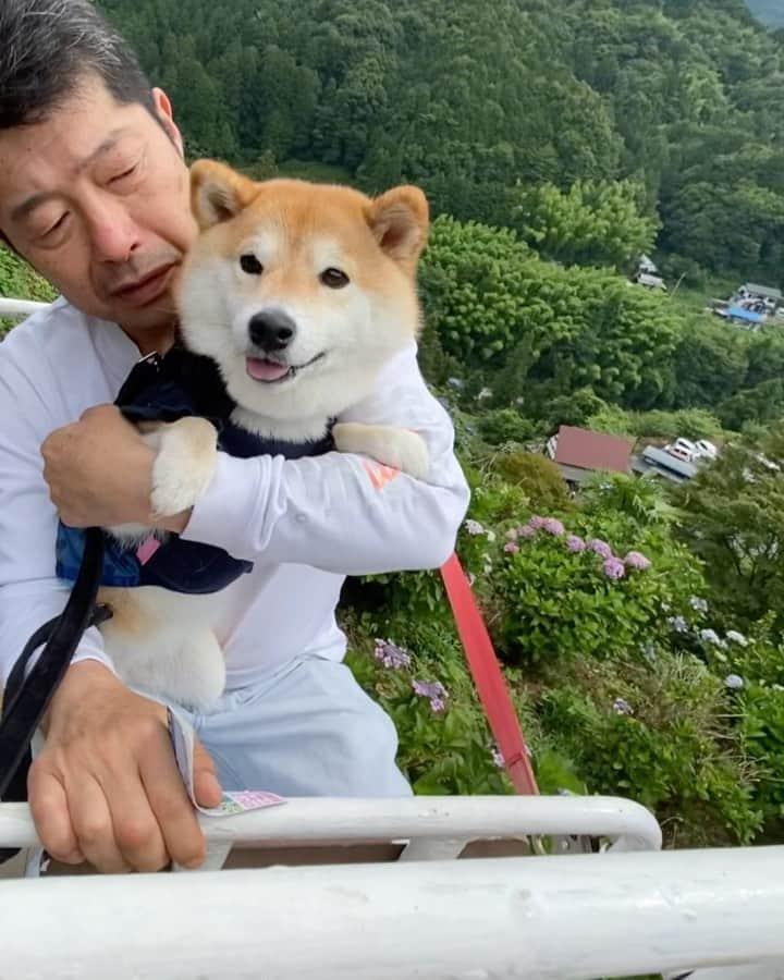 柴犬小雨のインスタグラム