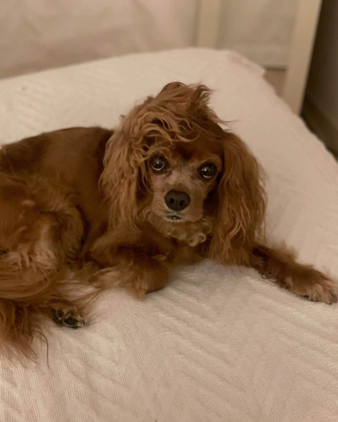 木下ココさんのインスタグラム写真 - (木下ココInstagram)「Were you in Star Wars? ・ ・ ・ #焼きそばパン #chewbacca  #チューバッカ #犬のいる暮らし  #sansasnow #cavalierkingcharlesspaniel  #キャバリア #愛犬 #木下ココ」6月26日 12時53分 - cocot_chan