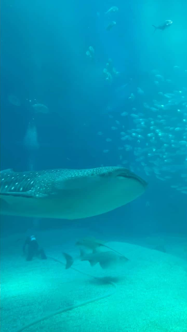 横島ふうかのインスタグラム：「動画は大阪にある 海遊館🦈に行った時の(* 'ᵕ' )☆ おっきくてお土産も充実してて とてもたのしかった🩵  #海遊館 #大阪 #水族館」