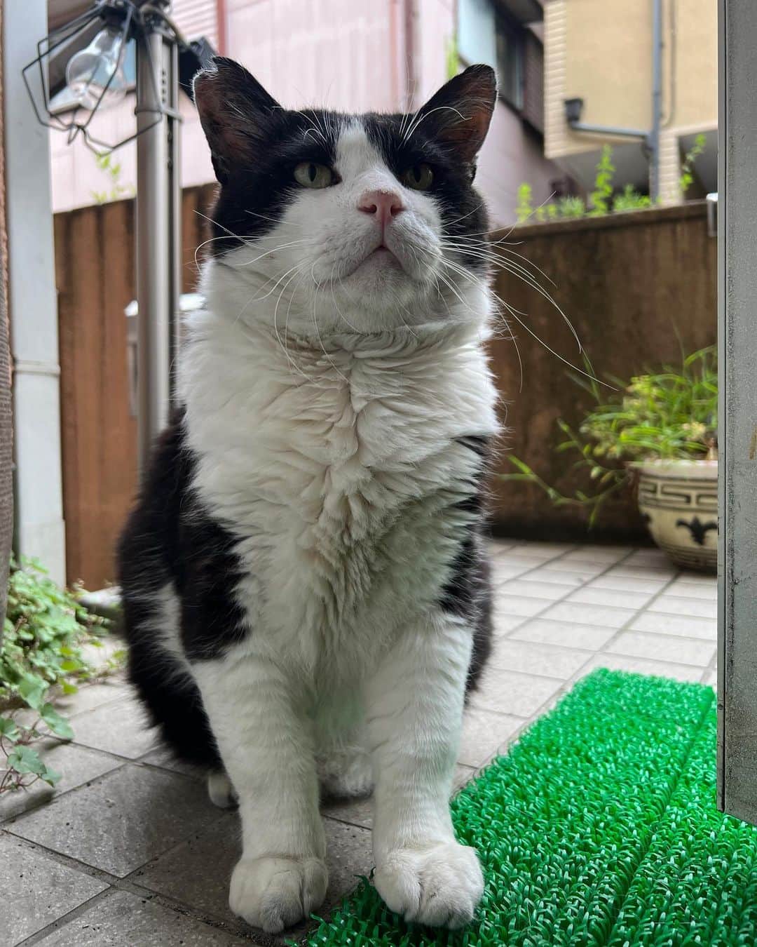 Kachimo Yoshimatsuのインスタグラム：「おはようイカスミ！ Good Morning Ikasumi!  そこであくびしてないで、 入っておいでよ！  #うちの猫ら #猫 #ねこ #ikasumi #ニャンスタグラム #にゃんすたぐらむ #ねこのきもち #cat #ネコ #catstagram #ネコ部 http://kachimo.exblog.jp」