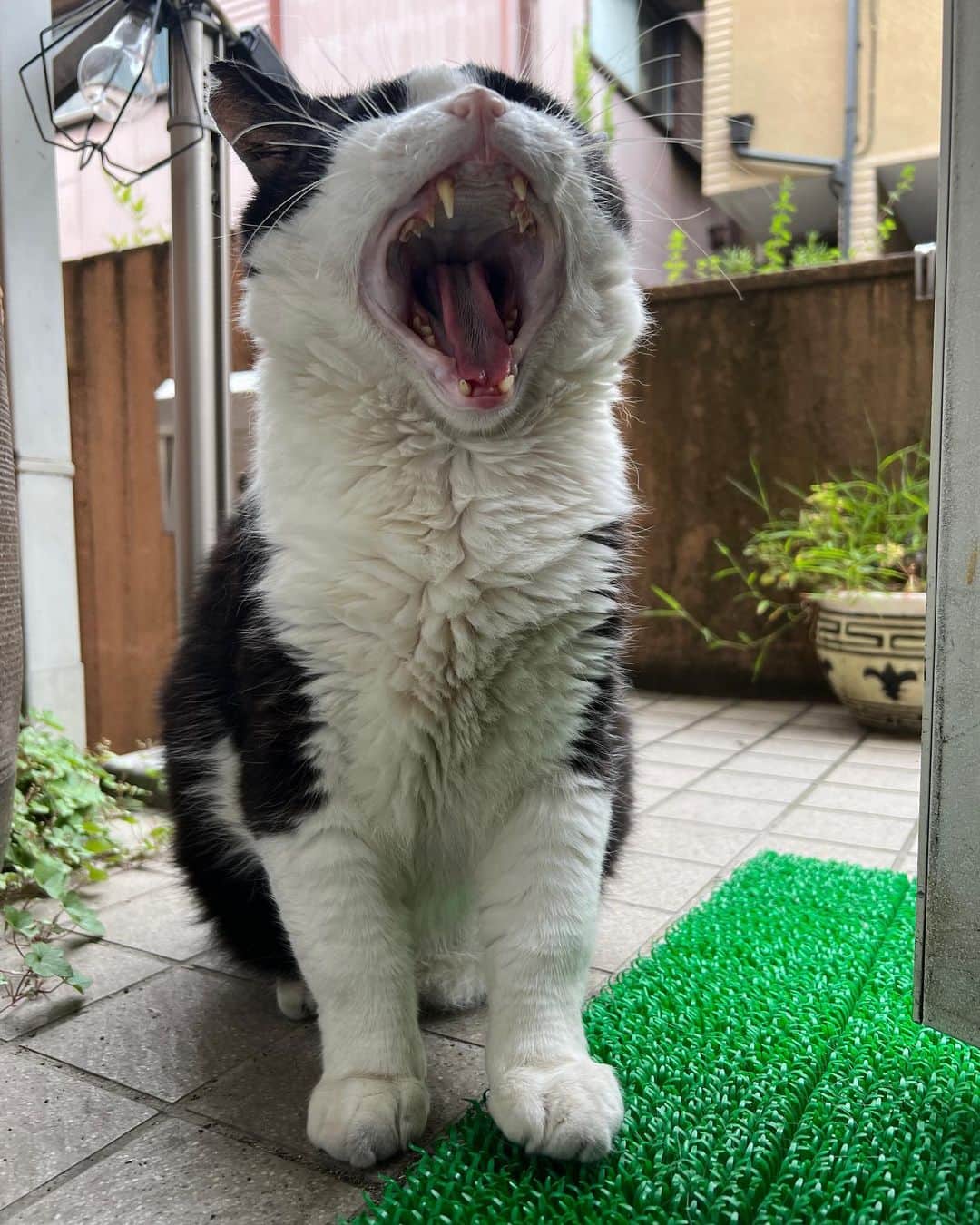 Kachimo Yoshimatsuさんのインスタグラム写真 - (Kachimo YoshimatsuInstagram)「おはようイカスミ！ Good Morning Ikasumi!  そこであくびしてないで、 入っておいでよ！  #うちの猫ら #猫 #ねこ #ikasumi #ニャンスタグラム #にゃんすたぐらむ #ねこのきもち #cat #ネコ #catstagram #ネコ部 http://kachimo.exblog.jp」6月26日 13時16分 - kachimo