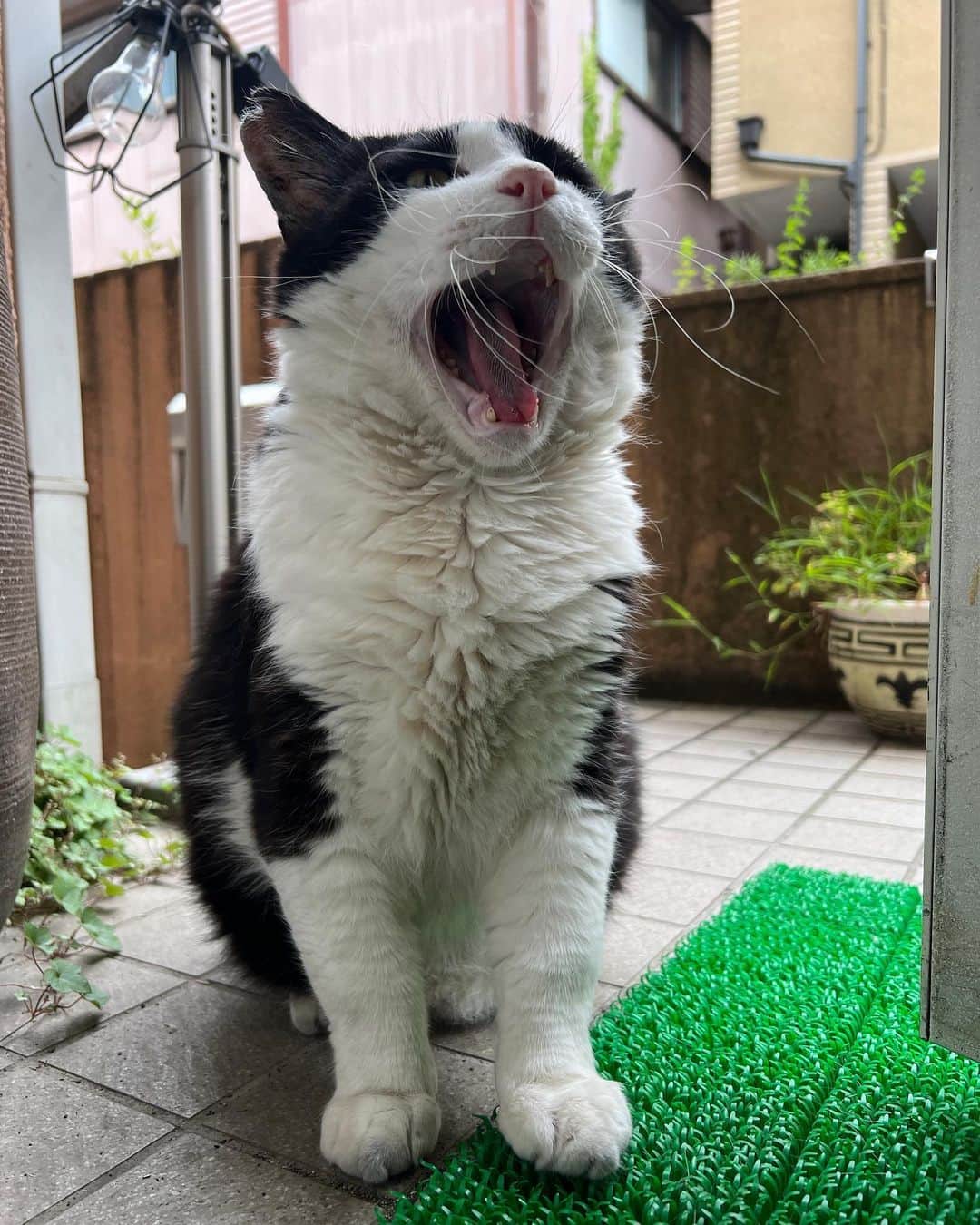 Kachimo Yoshimatsuさんのインスタグラム写真 - (Kachimo YoshimatsuInstagram)「おはようイカスミ！ Good Morning Ikasumi!  そこであくびしてないで、 入っておいでよ！  #うちの猫ら #猫 #ねこ #ikasumi #ニャンスタグラム #にゃんすたぐらむ #ねこのきもち #cat #ネコ #catstagram #ネコ部 http://kachimo.exblog.jp」6月26日 13時16分 - kachimo