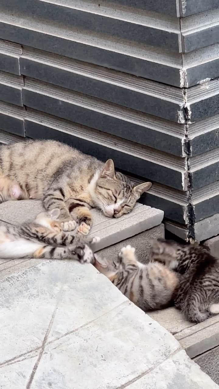 Aww Clubのインスタグラム