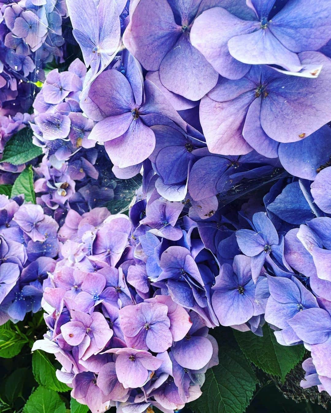 飯田カヅキさんのインスタグラム写真 - (飯田カヅキInstagram)「紫陽花はいいよね。 もう夏も近いけど。  #紫陽花 #あじさい」6月26日 14時16分 - kazukiiida_strange