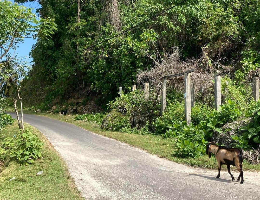 大村 奈央さんのインスタグラム写真 - (大村 奈央Instagram)「Exploring #krui #sumatra #indonesia クルイのいろいろ🇮🇩 1. 良い波（でも難しい）pc@ @viulkhasa  2. お家たち 3. 好きなおかしと紙ストロー（刺さらない） 4. 部屋のシャワー（外か中かは考え次第） 5. @sumatrasurfresort  6-9. 宿ごはん。チキン多め、スイーツはドーナツが1番 10. ヤギもいるよ  #世界のいろんなこと #インドネシア #travel #worldtraveler #旅 #スマトラ」6月26日 14時26分 - naoomura