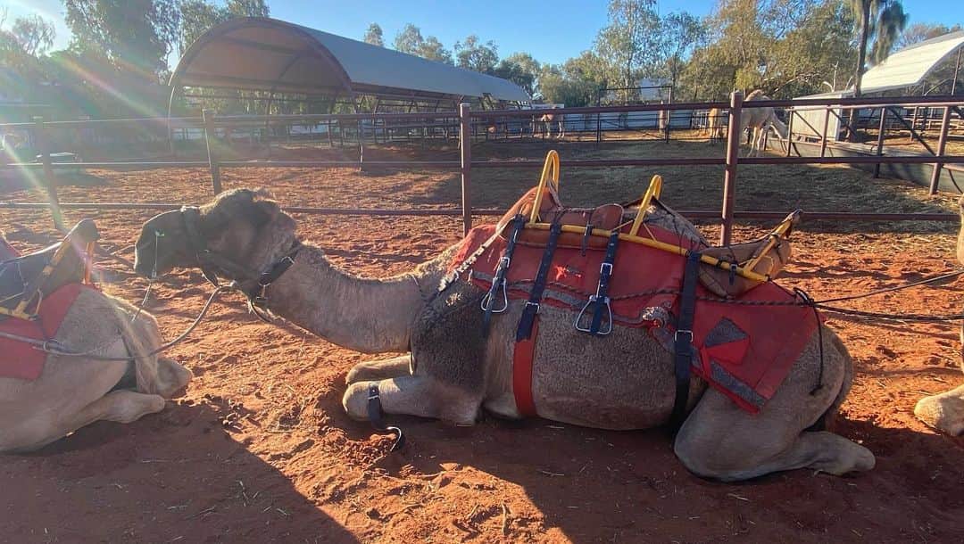 高橋美帆さんのインスタグラム写真 - (高橋美帆Instagram)「🐪🐪🐪🌅  ラクダの座り方こんななんだ😳🐪  #uluru  #camel  #sunsetcamelride  #ウルル  #エアーズロック  #ラクダライド  #オーストラリア旅行」6月29日 17時00分 - miho_takahashi_39