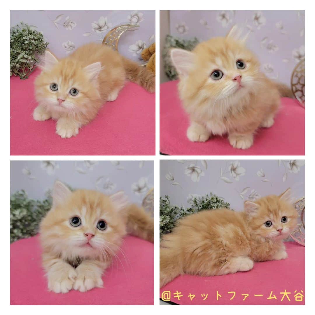 マンチカン(munchkin)キャットファーム大谷さんのインスタグラム写真 - (マンチカン(munchkin)キャットファーム大谷Instagram)「Yさまご契約にゃんこちゃん❤️🐱  ﾟ+*:;;:*　*:;;:*+ﾟ　ﾟ+*:;;:*　*:;;:*+ﾟ  お店は、月・木曜日が定休日です。 現在、完全予約制になっておりますので ご来店される際はお店へお電話かメールにてご連絡くださいませ🙇‍♀️  お待ちしております🎵  ﾟ+*:;;:*　*:;;:*+ﾟ　ﾟ+*:;;:*　*:;;:*+ﾟ  #キャットファーム大谷#まんちかん#マンチカン#ネコ#こねこ#にゃんこ#猫ちゃん#ねこ部#ニャンスタグラム#猫#ねこ#子猫#モフモフ#モフモフねこ#ミヌエット#短足#ねこすたぐらむ#愛猫#かわいい#ふわもこ部#猫のいる暮らし#マンチカンブリーダー#ミヌエットブリーダー#cat#catsgram #catsofinstagram#instacat#picneko」6月26日 15時29分 - roytar222