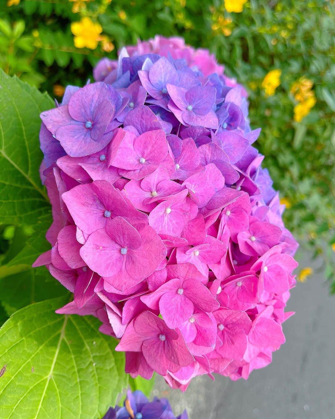 百合華さんのインスタグラム写真 - (百合華Instagram)「#紫陽花の季節もそろそろ終わり 💜🩷💜🩷💜  #ピンクの紫陽花の花言葉は元気な女性   #花言葉シリーズ   #花 #お花 #紫陽花 #お花散歩 #季節のお花 #紫陽花の季節  #花に癒されます  #お花のある暮らし  #お散歩中にパシャり  #花には水を人には愛を  #お散歩道で見つけたお花  #色鮮やかな紫陽花いっぱい  #紫陽花には雨がよく似合ます #お花のエネルギーに満たされて」6月26日 16時14分 - yurika.lovelily
