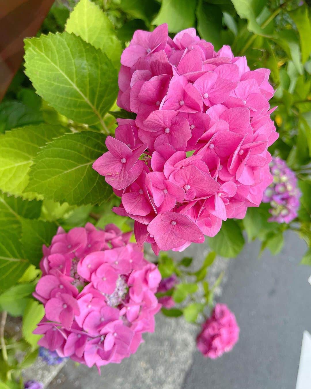 百合華さんのインスタグラム写真 - (百合華Instagram)「#紫陽花の季節もそろそろ終わり 💜🩷💜🩷💜  #ピンクの紫陽花の花言葉は元気な女性   #花言葉シリーズ   #花 #お花 #紫陽花 #お花散歩 #季節のお花 #紫陽花の季節  #花に癒されます  #お花のある暮らし  #お散歩中にパシャり  #花には水を人には愛を  #お散歩道で見つけたお花  #色鮮やかな紫陽花いっぱい  #紫陽花には雨がよく似合ます #お花のエネルギーに満たされて」6月26日 16時14分 - yurika.lovelily