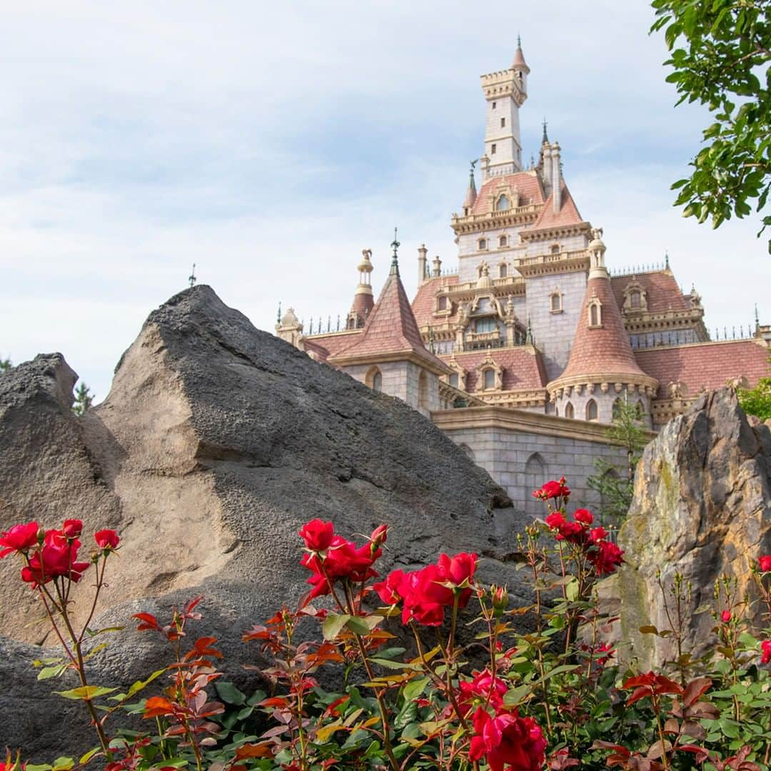 東京ディズニーリゾートさんのインスタグラム写真 - (東京ディズニーリゾートInstagram)「⁡ いまの季節に東京ディズニーランドで見ることができる植物をご紹介します🎶 ⁡ #rosahybrida #truebloomredcaptain #grafindiana #doubleknockout #tokyodisneyland #tokyodisneyresort #fantasyland #トゥルーブルームレッドキャプテン #グレーフィンディアナ #ダブルノックアウト #バラ #ファンタジーランド #東京ディズニーランド #東京ディズニーリゾート #花と緑の散策」6月26日 16時12分 - tokyodisneyresort_official