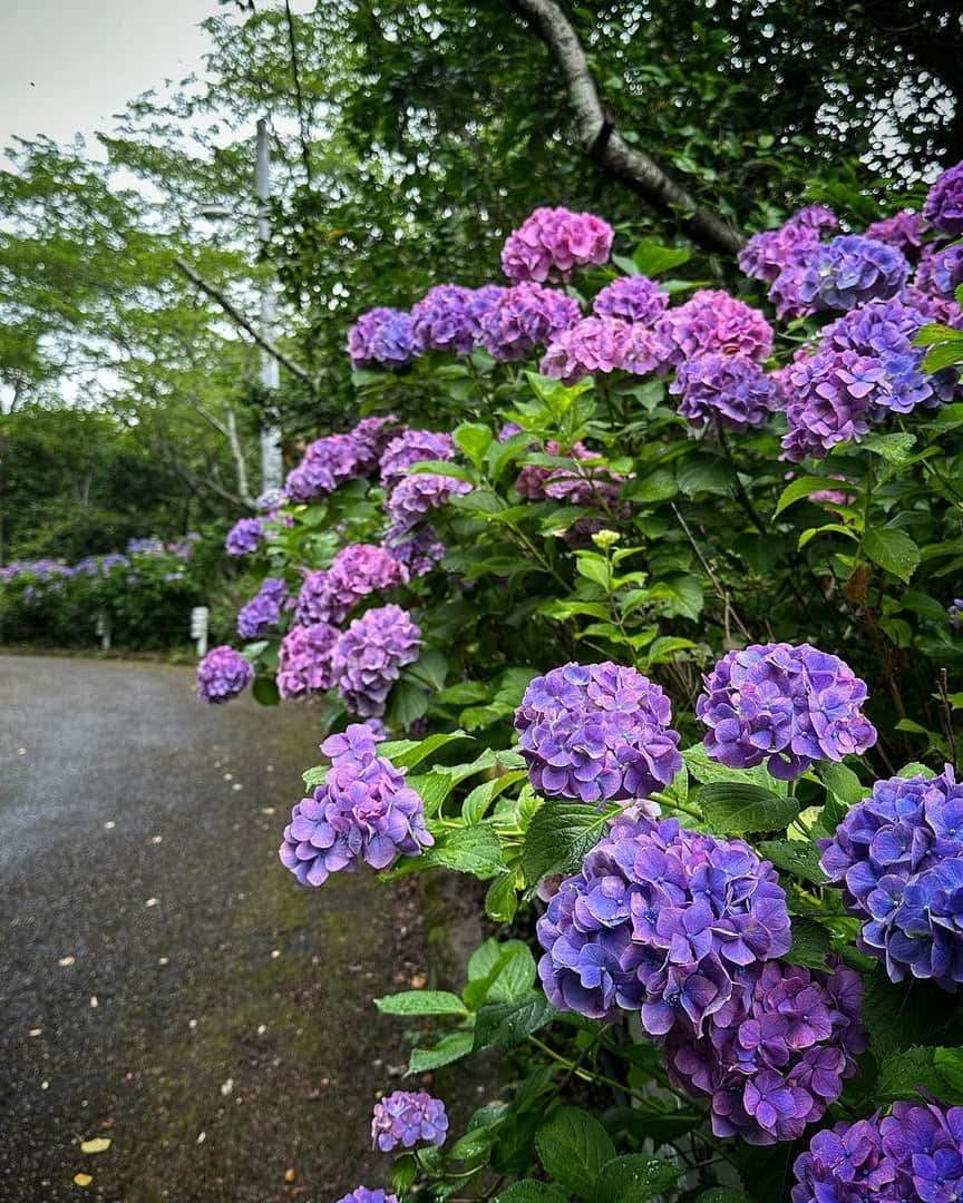 福山市【公式】のインスタグラム：「. 【あじさいが見頃です】 吉野山公園と明王院のあじさいが見頃を迎えています✨ 吉野山公園から神辺歴史民俗資料館までの山道、通称「あじさいロード」には、たくさんのあじさいが咲いています。明王院では、五重塔に映えるあじさいがとてもきれいです✨ 是非、あじさいを見に出かけてはいかがでしょうか？ Photo by #福山アンバサダー（＠tm43794288） Photo by #福山アンバサダー（＠hatabo159）  #福山観光 #広島観光 #福山旅行 #広島旅行 #福山 #福山市 #広島 #広島県 #fukuyama #hiroshima #あじさい #紫陽花 #あじさいロード #アジサイ #吉野山公園 #明王院 #神辺 #梅雨」