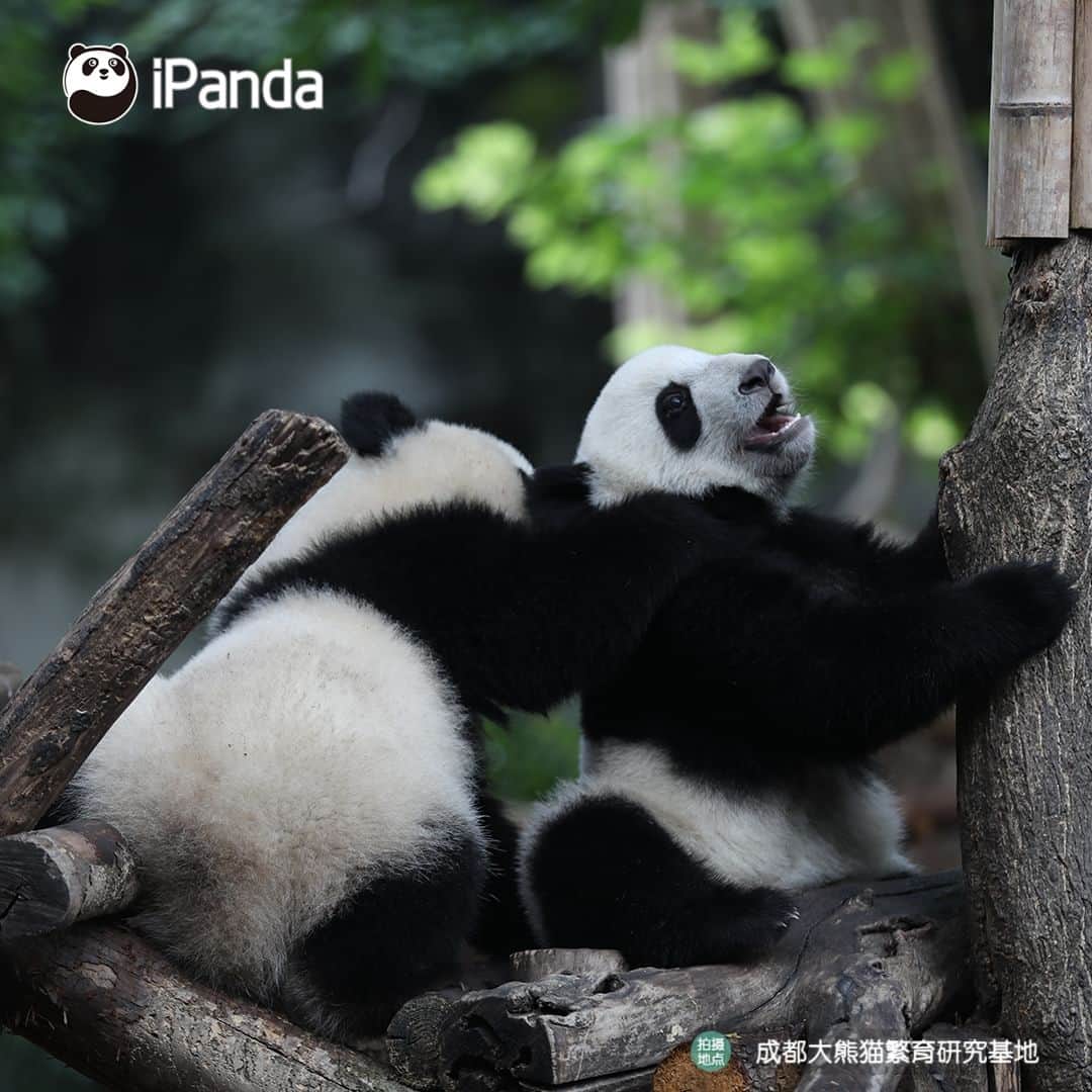 iPandaさんのインスタグラム写真 - (iPandaInstagram)「Panda babies' cuteness can melt the coldest hearts in the world.  🐼 🐼 🐼 #Panda #iPanda #Cute #PandaPic #ChengduPandaBase   For more panda information, please check out: http://en.ipanda.com」6月26日 17時30分 - ipandachannel