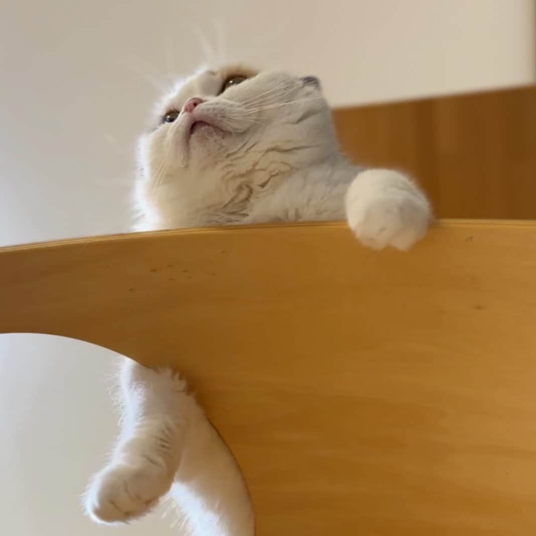 むぎちょこのインスタグラム：「下からむーたんが 一番好き❤️  🐱むぎ #スコティッシュフォールド #scottishfold  #猫のいる暮らし  #ねこすたぐらむ  #pecoねこ部  #catsofinstagram」