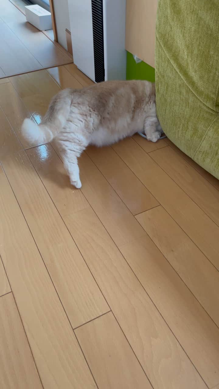 yuriyuri4mamaのインスタグラム：「おやつが1個ころりんこしちゃった。 あきらめないぞー🤣  I inadvertently dropped a snack here.🐱  #マンチカン#munchkin#まいるんち#まいる#ココ#ピアス#じゅじゅ#juju#茶トラ#猫 #love#lol#instagood#9gag#catstagram#cutecat#cutecats#cat_of_instagram#instacat#instacats#amazing#短足#pet#癒し#cat#neco#meow」