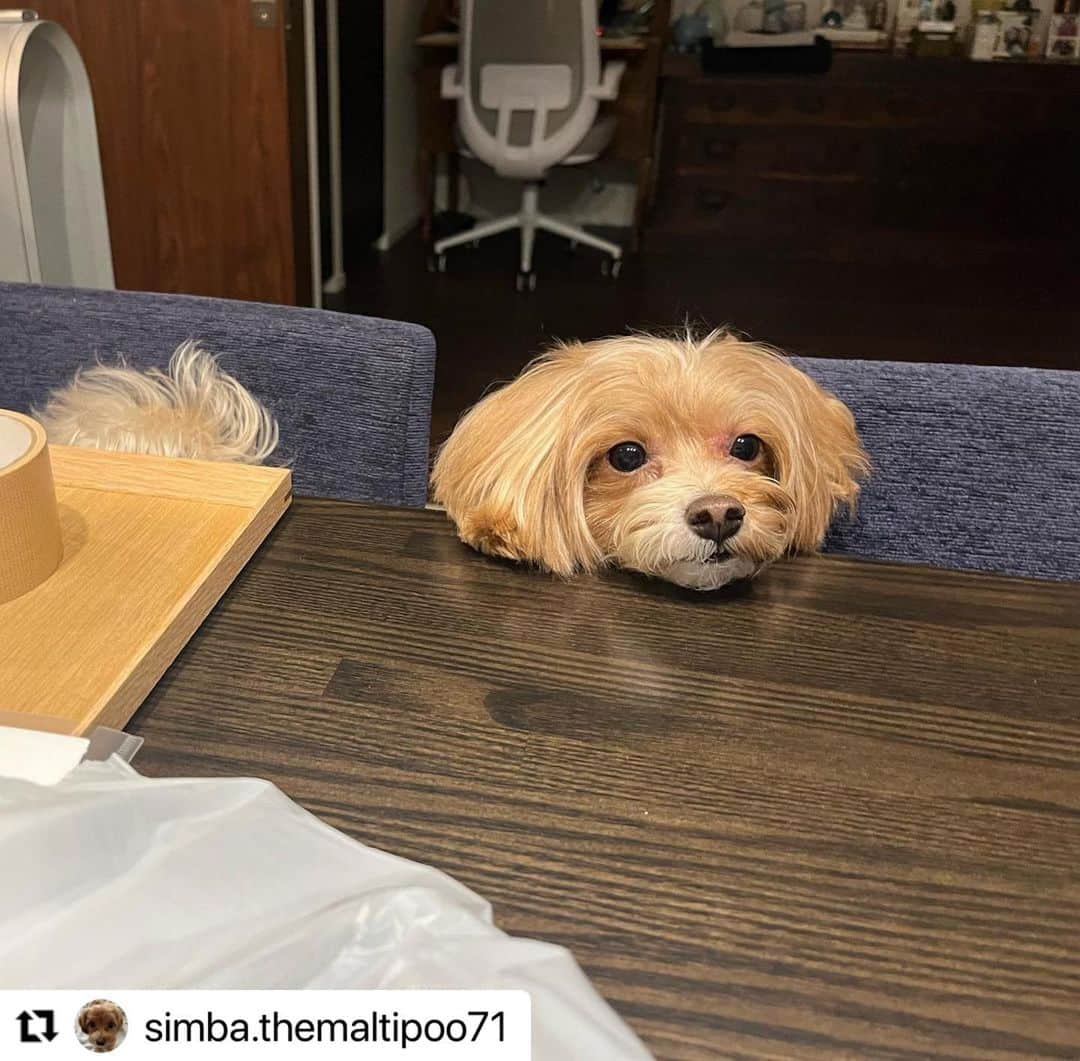 のインスタグラム：「#Repost @simba.themaltipoo71 さんのシンバくん。  いい匂いしてくるね。  「今日の夕飯はなーにー? 」  椅子に座って、 準備OK！  ハッシュタグ #いぬのきもち #ねこのきもち に投稿いただいた可愛い写真をご紹介しています！ 「いぬのきもちWEB　MAGAZINE」、「ねこのきもちWEB MAGAZINE」でもご紹介させていただくことも！  -------------------  .  #いぬ #いぬすたぐらむ #いぬのいる暮らし #いぬのきもち #いぬ好き #犬 #犬好きさんと繋がりたい #犬のいる生活 #犬と暮らす #犬好き #dog #dogsofinstagram #dogstagram #マルプー」