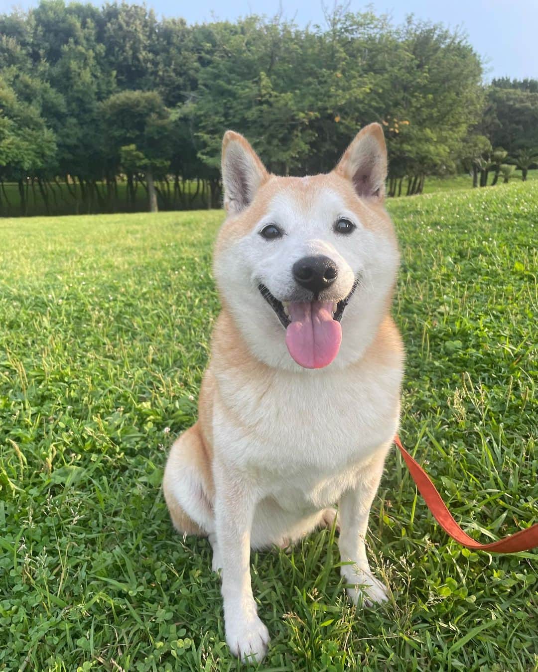 南武果歩のインスタグラム：「お絵描🖼🐶 一番最初が2枚目の左🐶  一日中書いた結果が一番最後の…🤣 練習すれば何事も少しづつでもきっと進歩するはず…！🥸笑」