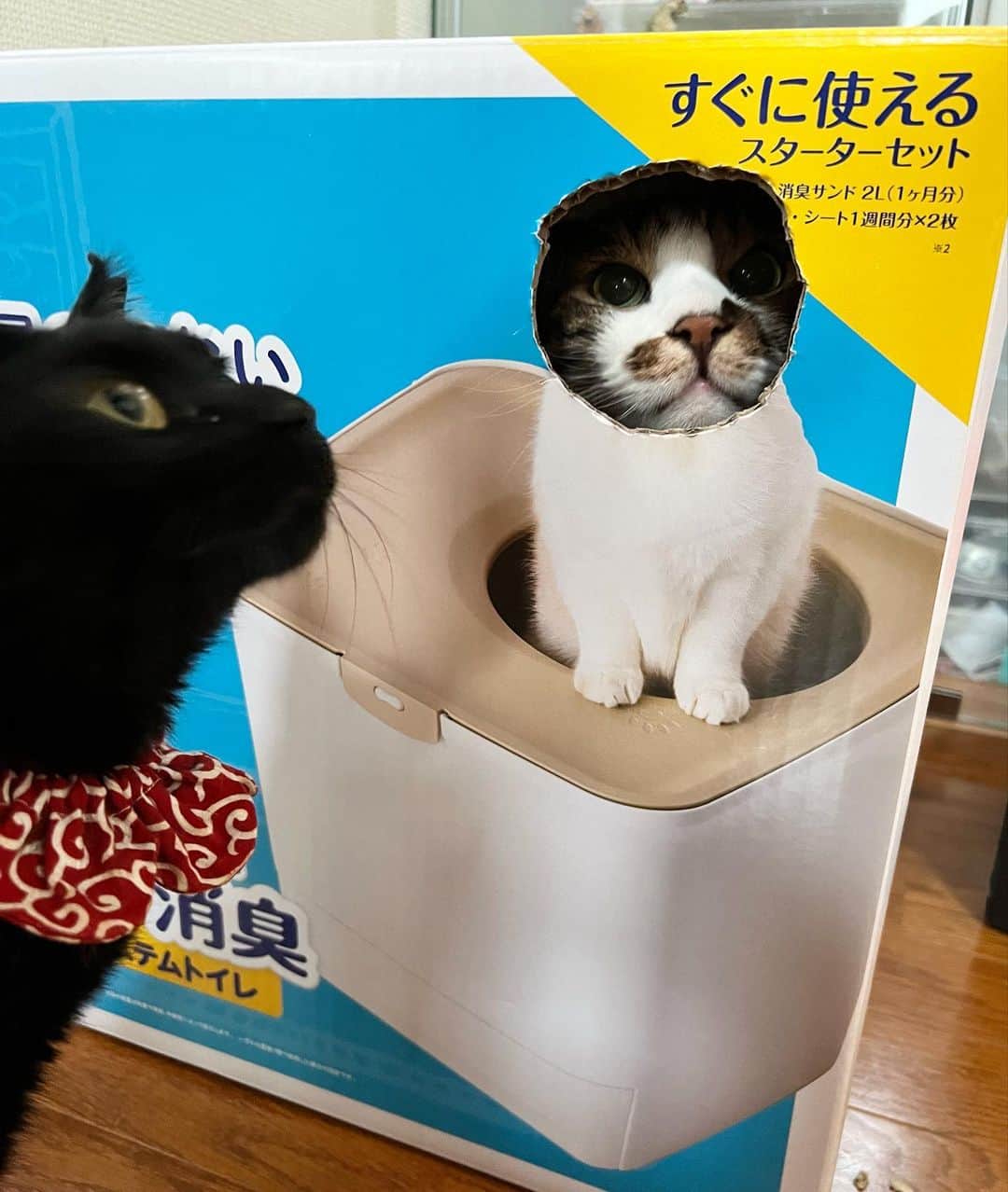 のインスタグラム：「プロが頼んでも無いのにスタンバイしてた。  前回のナチュラル過ぎてただの箱写してると思われて笑った。 いや、不自然だろ🤣  トイレ自体はこじが気に入って使ってます！  #KOTETSU#KOJIROU#黒猫#ザビエル首輪#blackcat#アイリスオーヤマ #猫用システムトイレ #catoftheday #instacat_meows  #ねこ部 #냥스타그램 #캣스타그램 #cat #猫 #ネコ #ねこ #고양이  #catlover #instacat #cutecat #catstagram #lovecat #CAT」