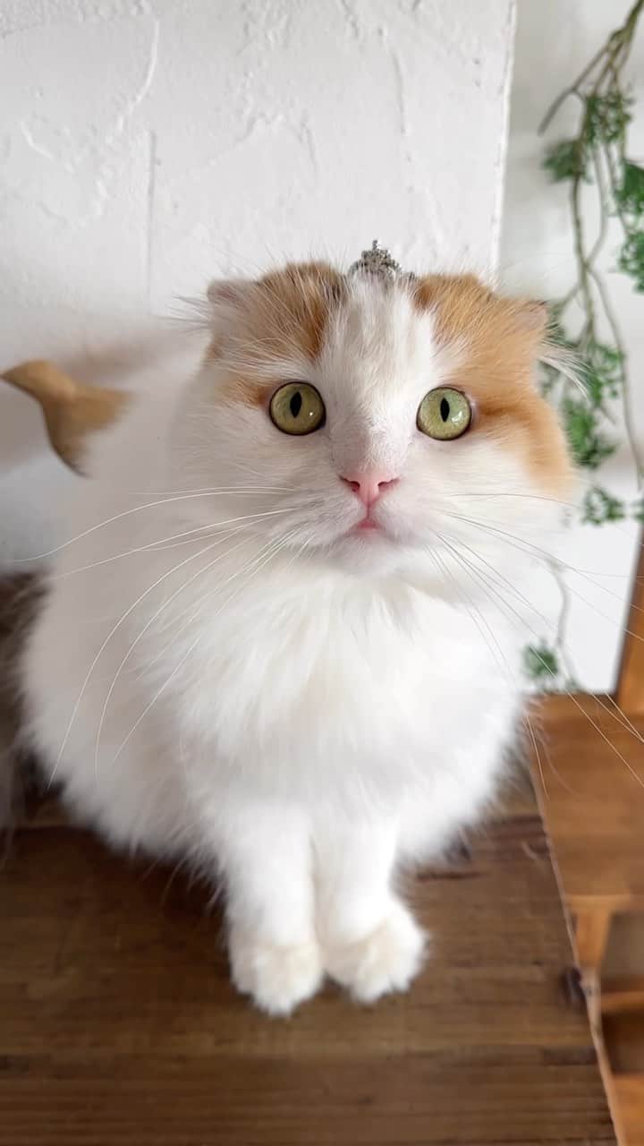 yayoi89のインスタグラム：「🐹  ハムスターみたい🐹 ティアラもお似合い ヒゲ長ーい！  #cat #adorable #scottishfold #weeklyfluff #neko #catlovers #beautiful #catstagram #princess #meowed #cats_of_instagram  #ふわもこ部 #ねこ #スコティッシュフォールド #にゃんすたぐらむ #かわいい #猫のいる暮らし #猫部」