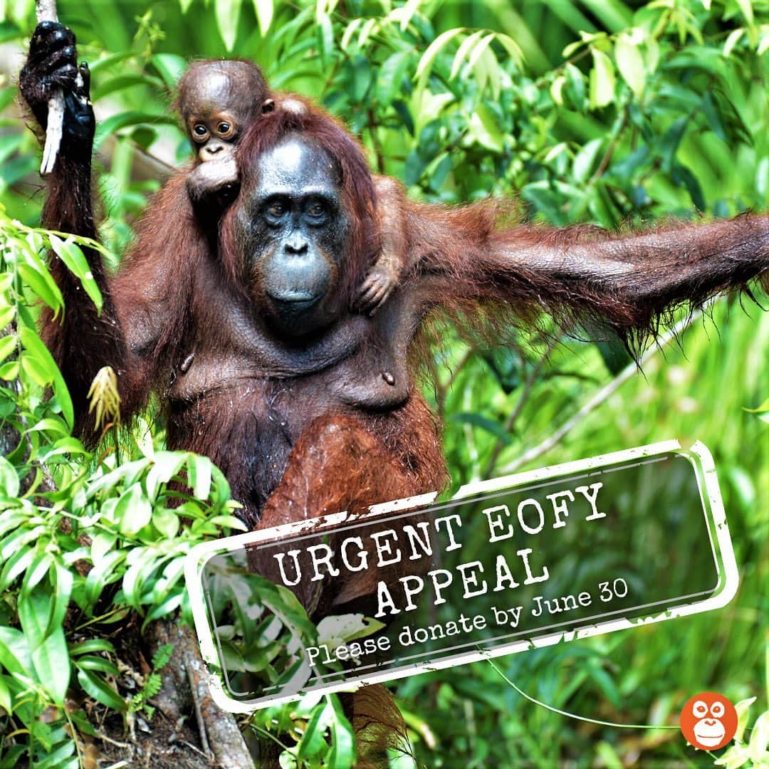 OFI Australiaさんのインスタグラム写真 - (OFI AustraliaInstagram)「Please help us save orangutan Queen – she needs lifesaving surgery!  We have received an urgent call from the vets at the OFI Orangutan Care Centre in Borneo asking us for help to save the life of female adult orangutan, Queen.  Queen (pictured above) has sustained a life-threatening injury and needs surgery URGENTLY. We desperately need your help to cover the costs of sending specialist vets to Borneo to perform this very difficult and intricate surgery.  We have organised two incredible wildlife vets from Australia with the necessary skills, who are volunteering their time to come and operate on Queen as soon as possible, but we need to raise the funds to get them there to cover the costs of flights, accommodation, transport, surgical equipment, medicine etc. and most importantly, aftercare for Queen. She will need to spend a few months in recovery with intensive care and a range of medications to keep her free from infection and pain.  Queen is 30 years old. She has an infant son, Quentin, who is now two and a half. Queen is a beautiful caring mother. Little Quentin will be dependent on his mum until he is 7-8 years old. She is his whole world. Needless to say, without her he will be an orphan.  Help us to provide Queen with critical medical care! Please consider an EOFY tax-deductible donation today. All donations over $2 are tax deductible, and with the end of financial year upon us, there is no better time to donate!  Thank you for any support you can give to help us return Queen and Quentin to the wild where they belong.  To donate and read more detail about Queen's condition, please visit the link in our bio.   #eofyappeal #lifesavingsurgery #SaveOrangutans #oficarecentre #ofiaustralia #orangutanfoundationinternational #OrangutanRehabilitation #orangutanrescue」6月26日 18時46分 - ofi_australia